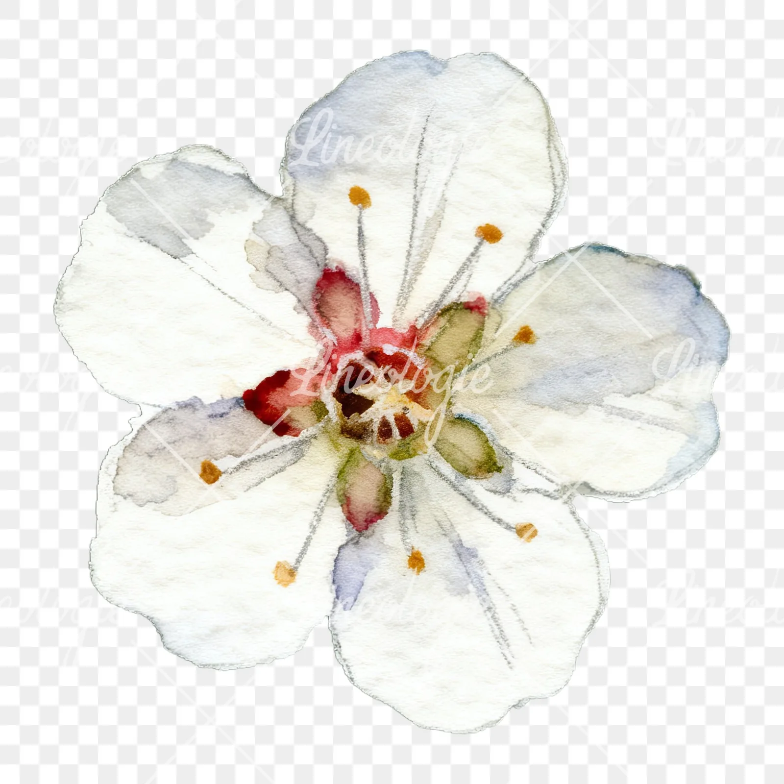 Watercolor plum blossom with buds clipart 4 of 9 on a transparent background (PNG)