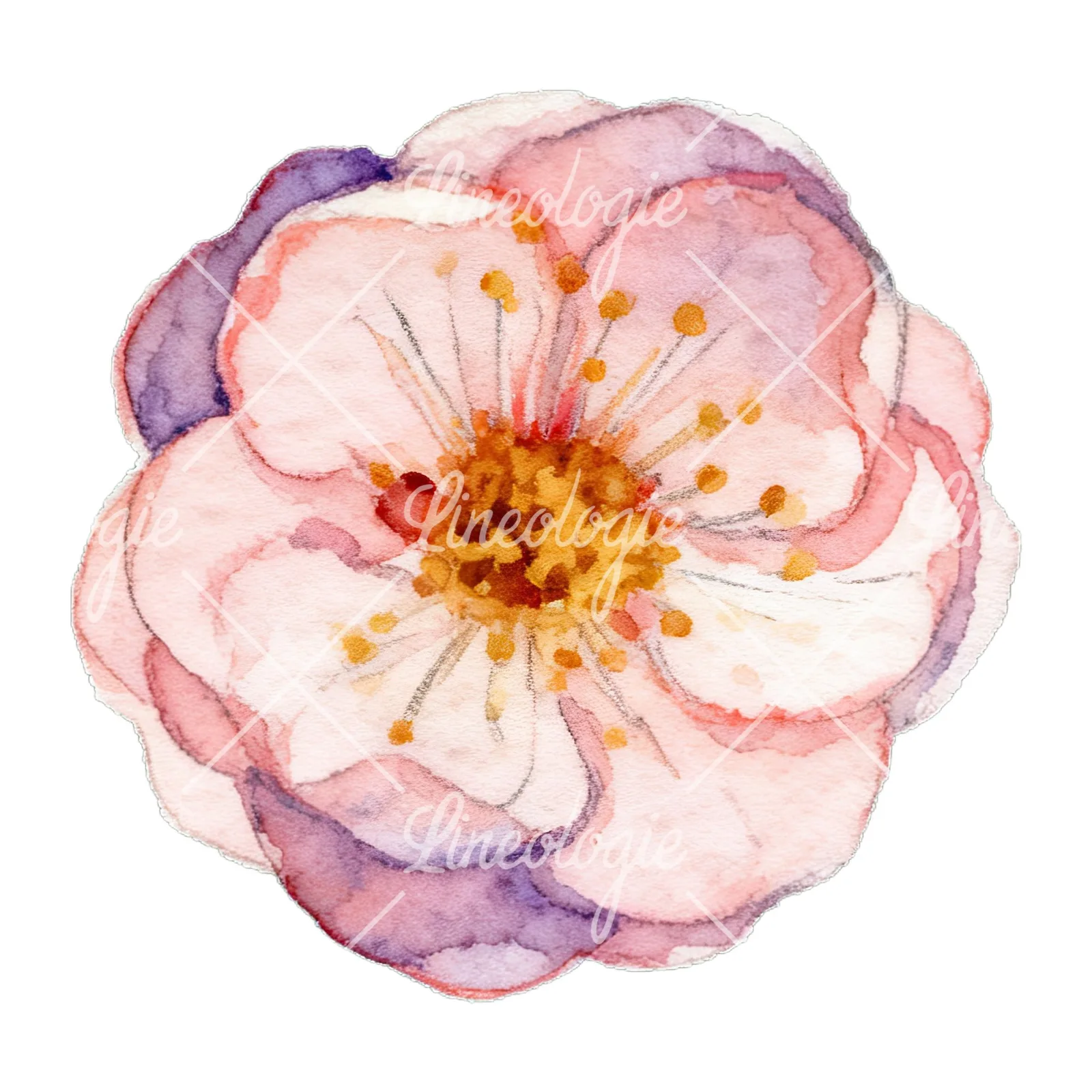 Watercolor plum blossom with buds clipart 5 of 9 on a white background (JPG)