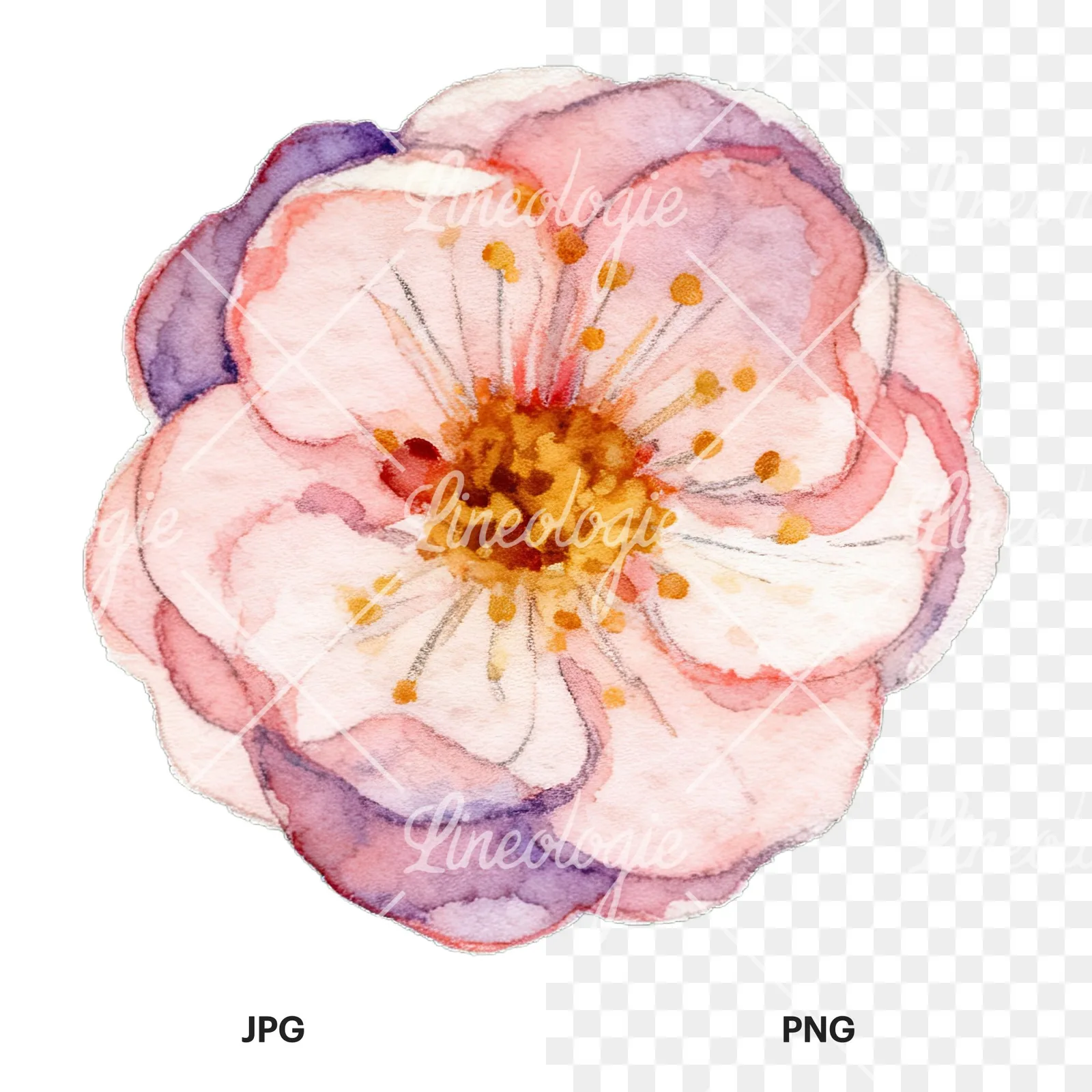 Watercolor plum blossom with buds clipart 5 of 9, as a JPG on white and a transparent PNG