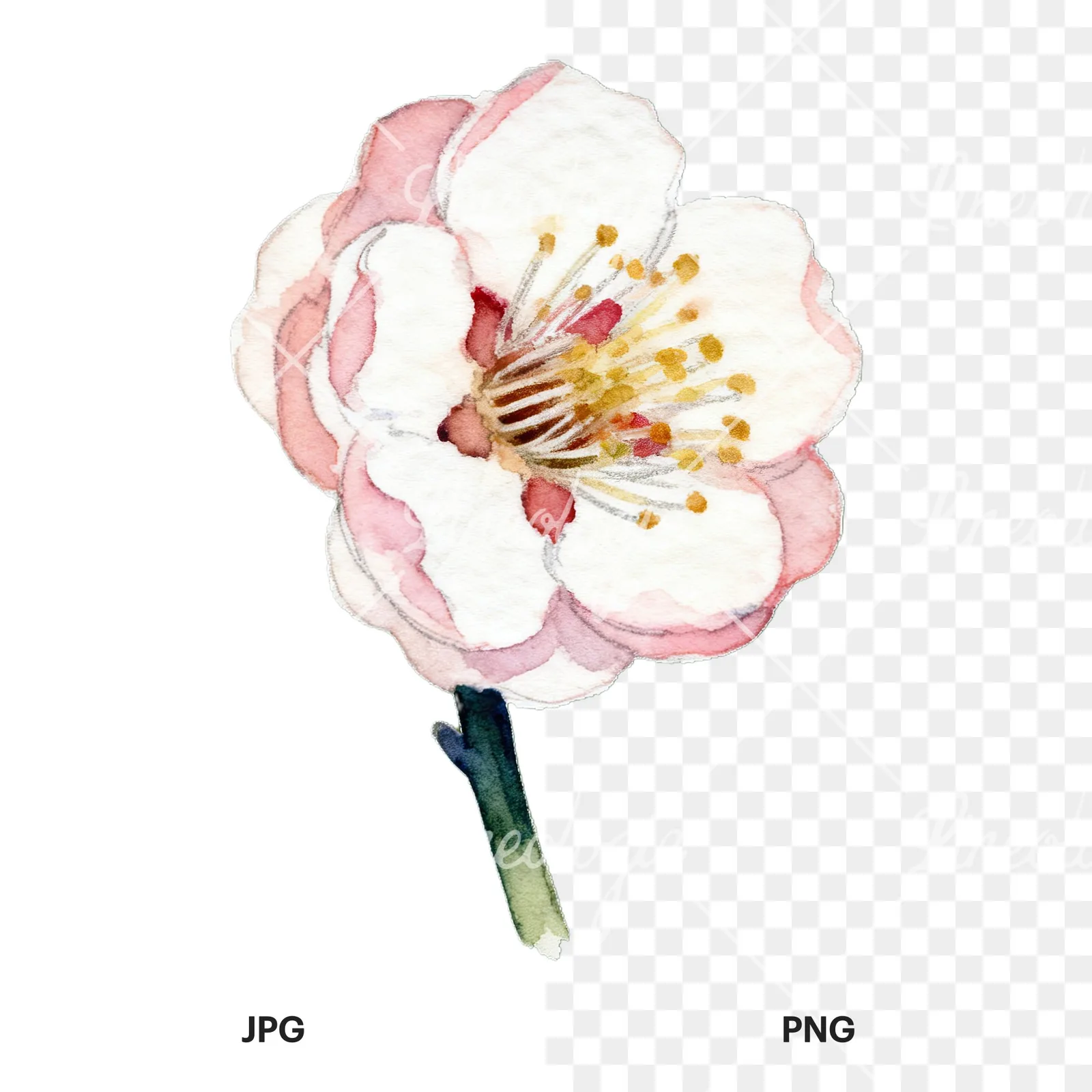 Watercolor plum blossom with buds clipart 6 of 9, as a JPG on white and a transparent PNG