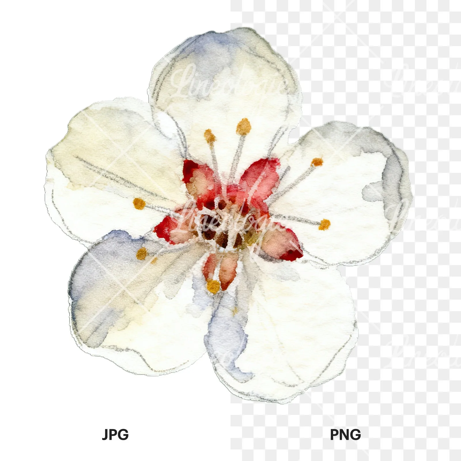 Watercolor plum blossom with buds clipart 7 of 9, as a JPG on white and a transparent PNG