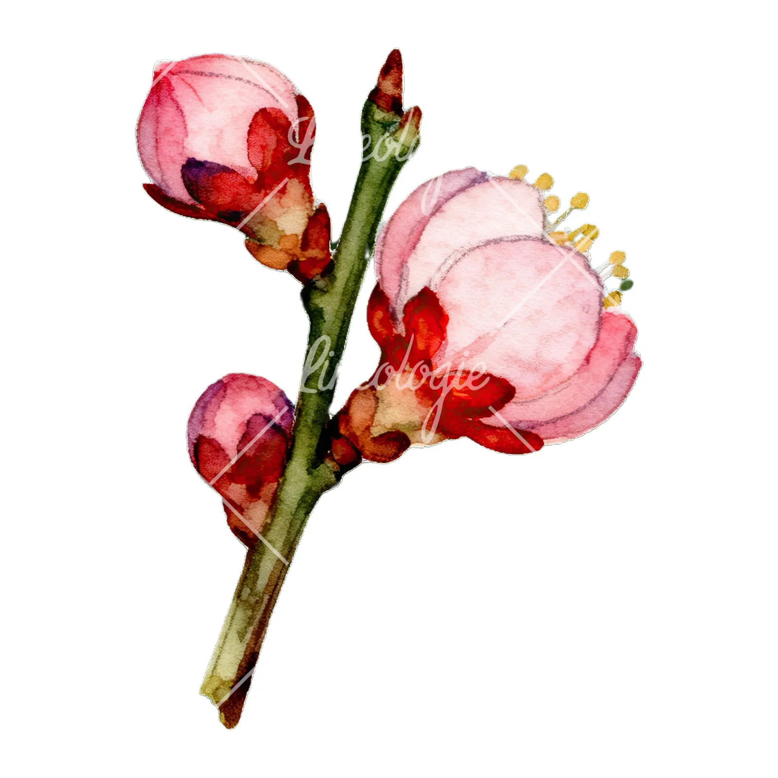 Watercolor plum blossom with buds clipart 8 of 9 on a white background (JPG)