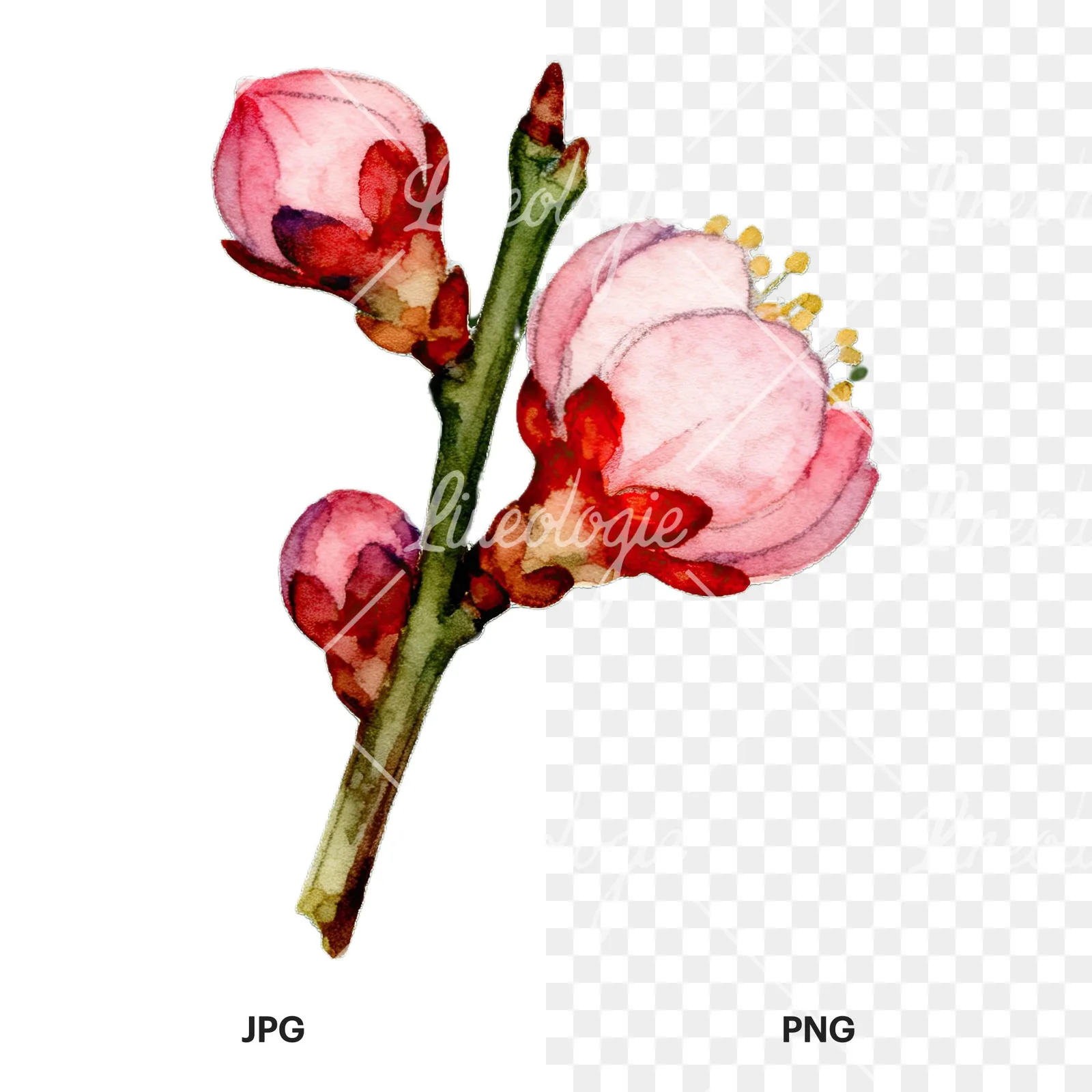 Watercolor plum blossom with buds clipart 8 of 9, as a JPG on white and a transparent PNG