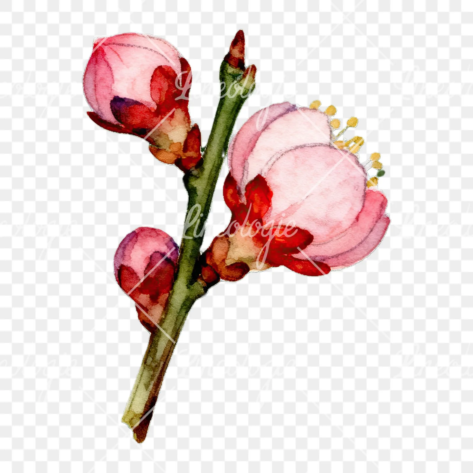 Watercolor plum blossom with buds clipart 8 of 9 on a transparent background (PNG)