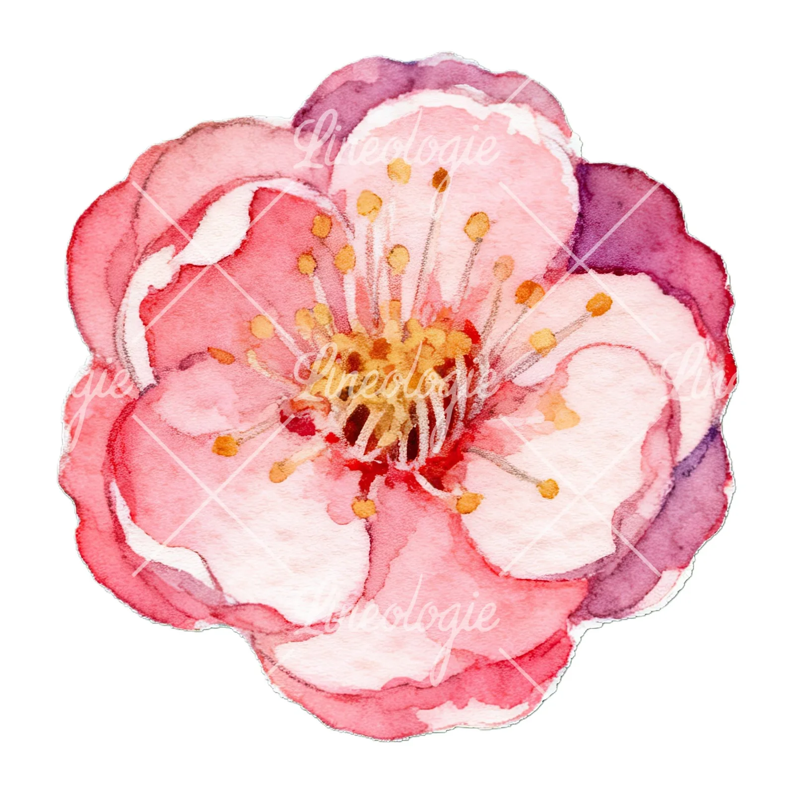 Watercolor plum blossom with buds clipart 9 of 9 on a white background (JPG)