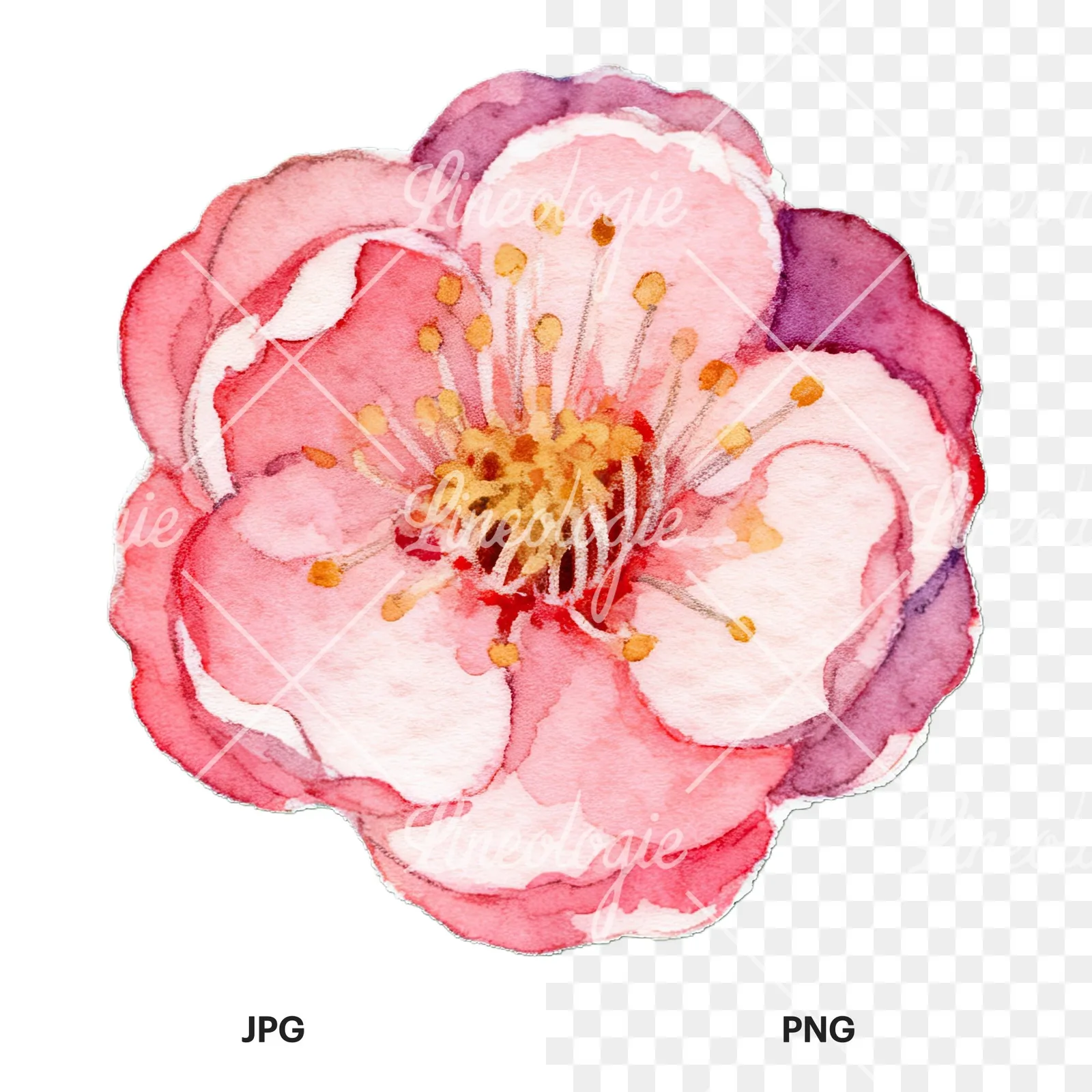 Watercolor plum blossom with buds clipart 9 of 9, as a JPG on white and a transparent PNG