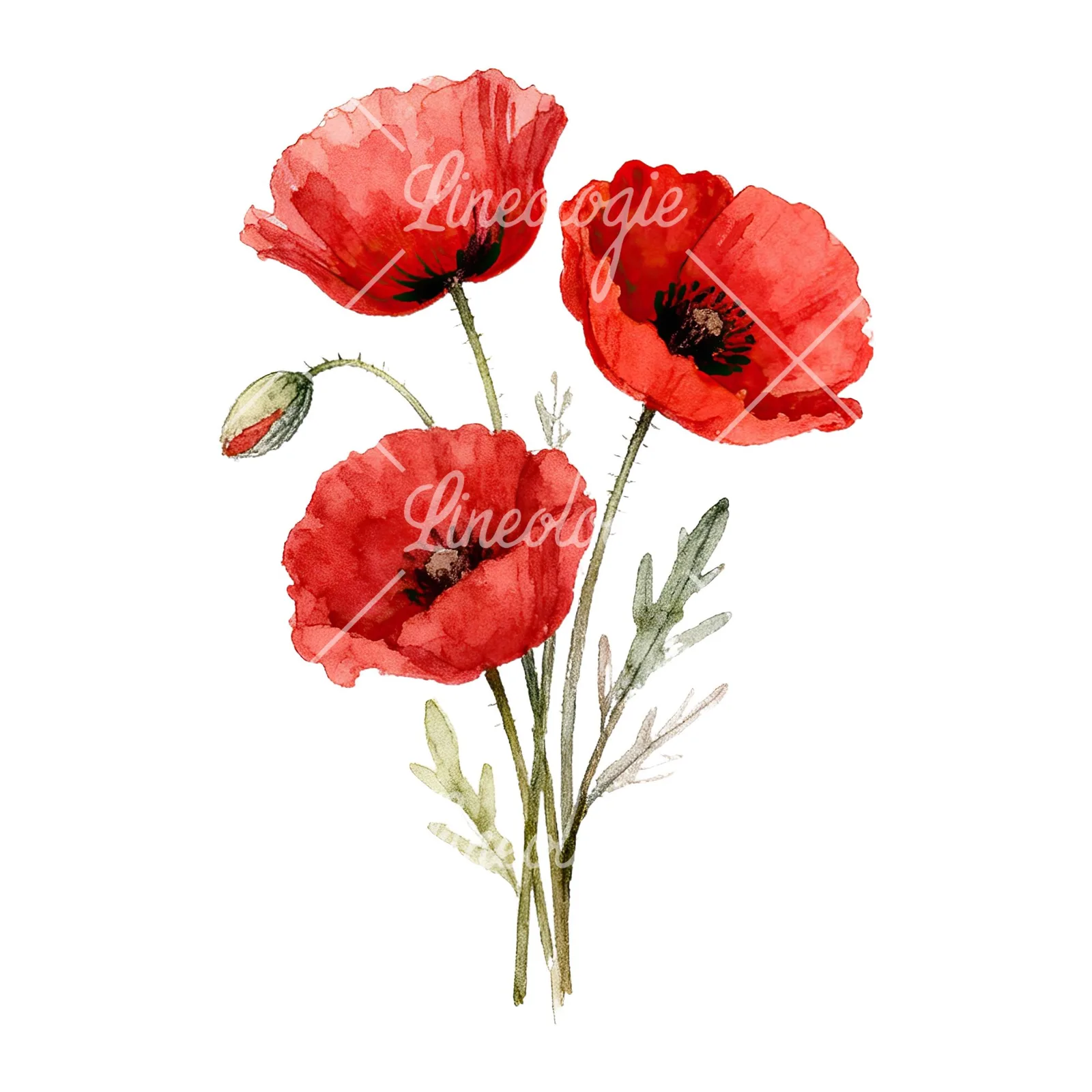 Watercolor poppy bouquet with vivid red petals clipart 1 of 9 on a white background (JPG)