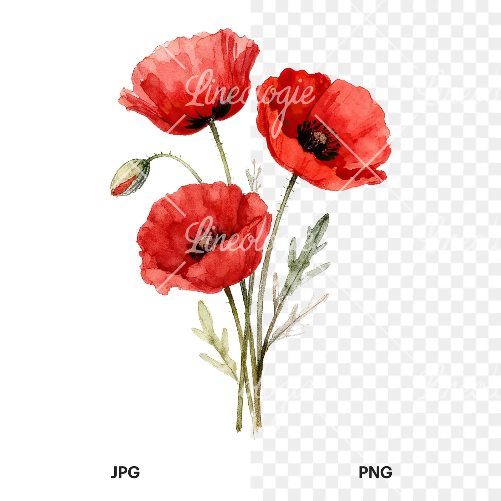 Watercolor poppy bouquet with vivid red petals clipart 1 of 9, as a JPG on white and a transparent PNG