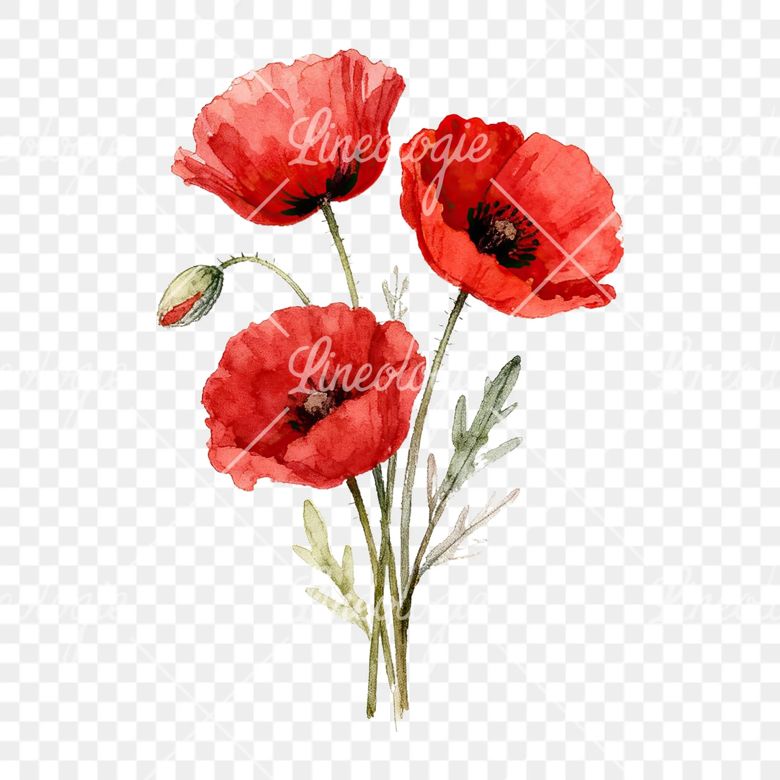 Watercolor poppy bouquet with vivid red petals clipart 1 of 9 on a transparent background (PNG)