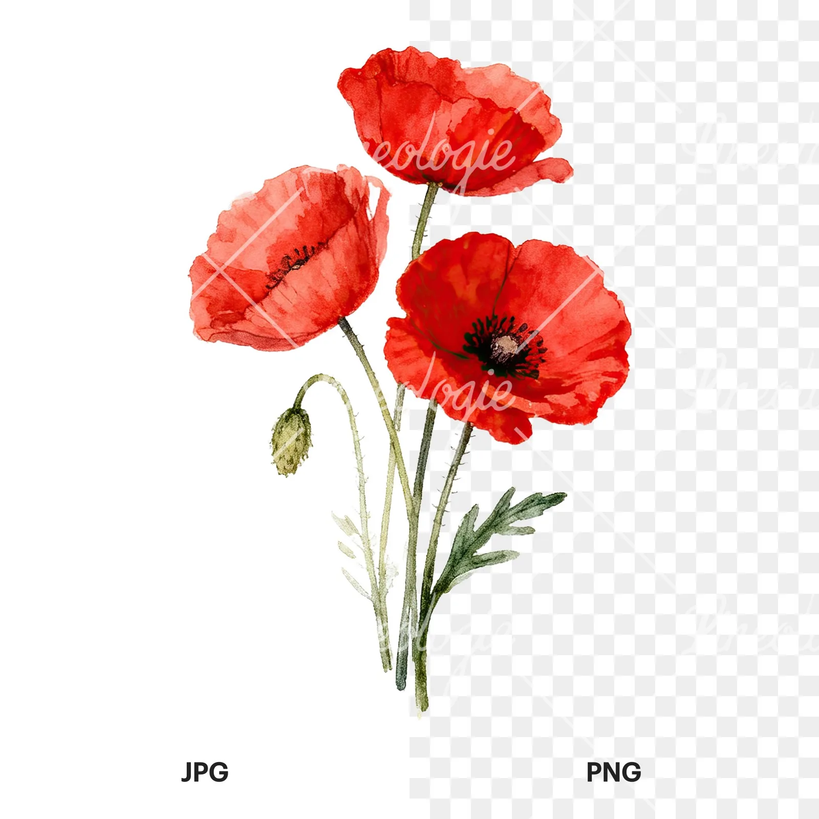 Watercolor poppy bouquet with vivid red petals clipart 2 of 9, as a JPG on white and a transparent PNG