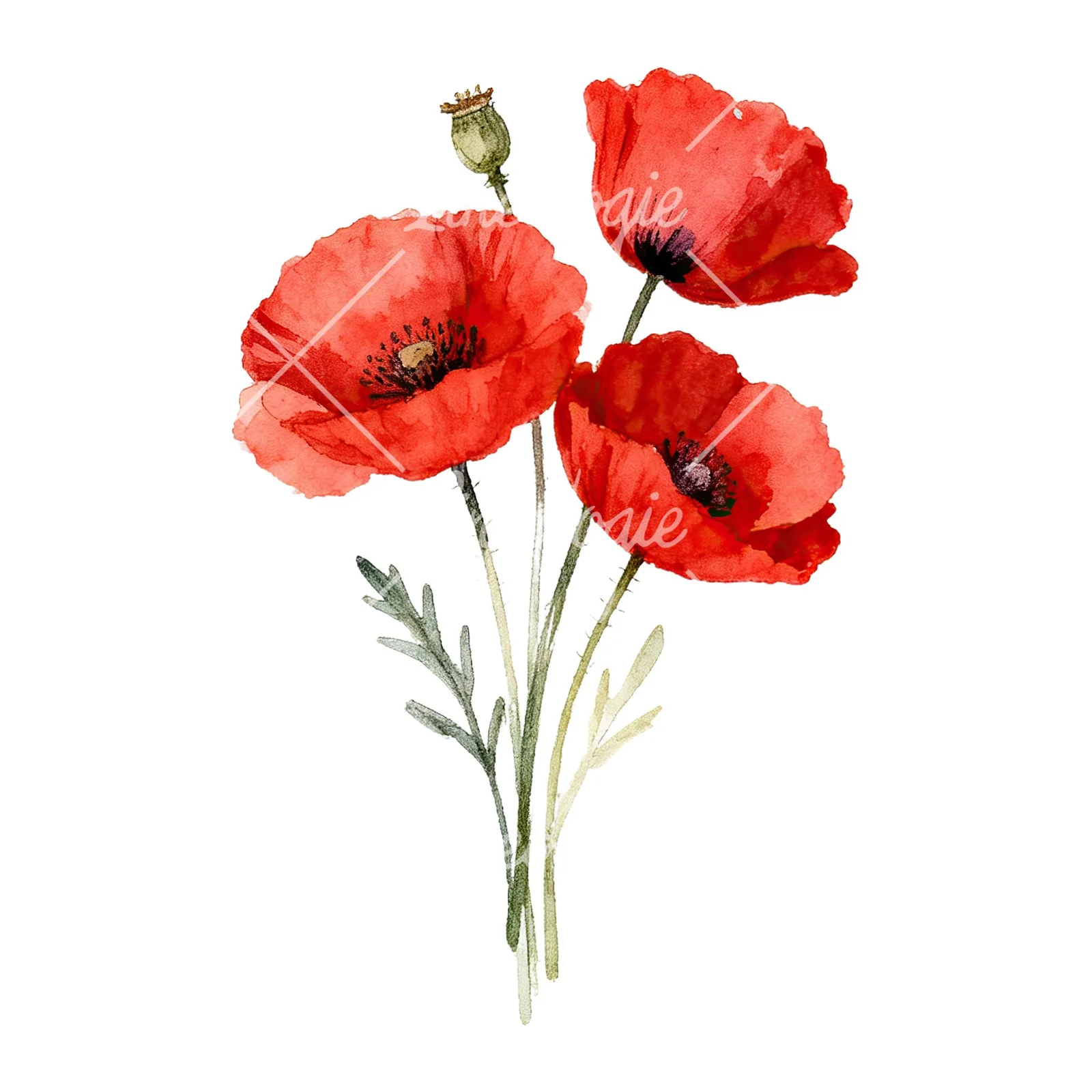 Watercolor poppy bouquet with vivid red petals clipart 3 of 9 on a white background (JPG)