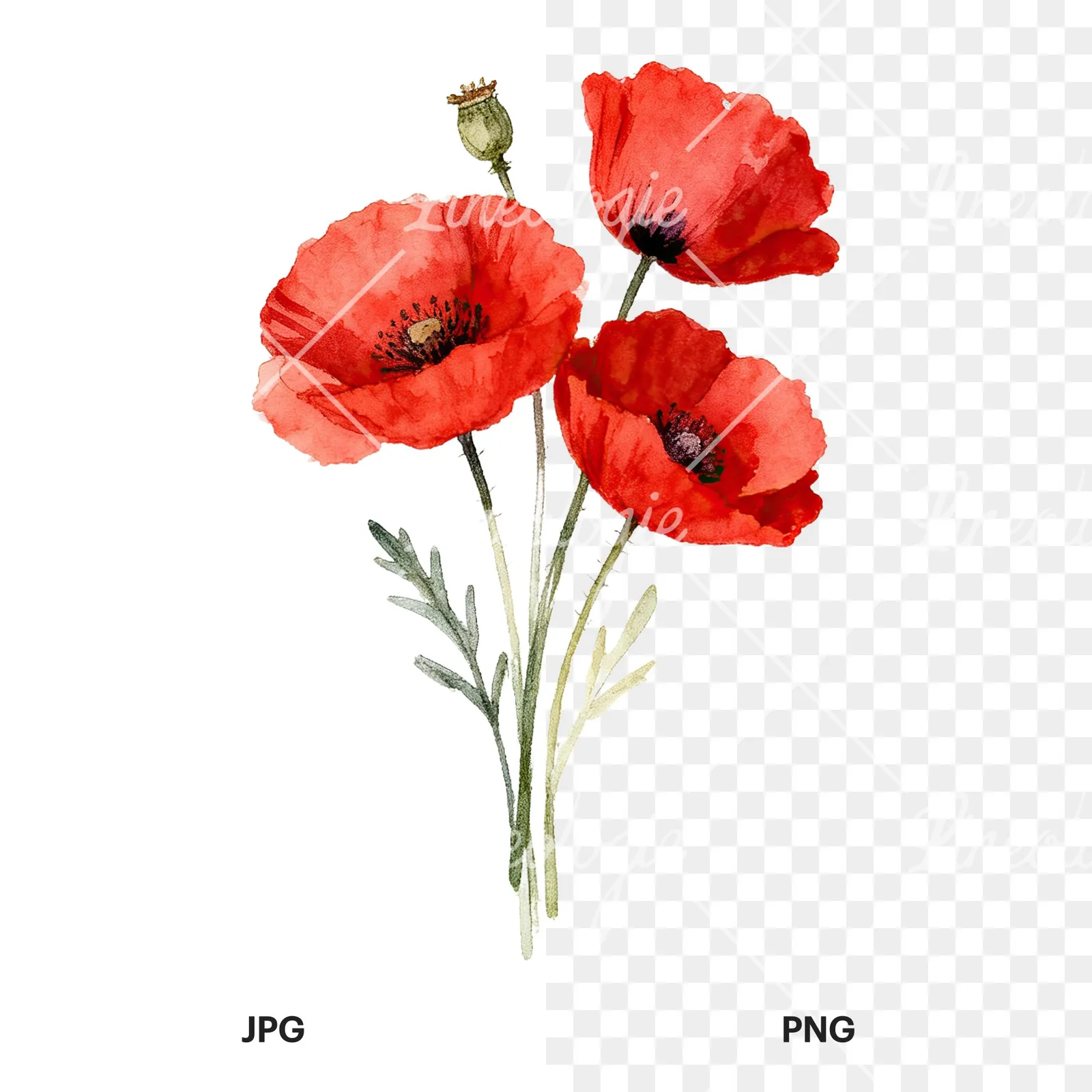 Watercolor poppy bouquet with vivid red petals clipart 3 of 9, as a JPG on white and a transparent PNG