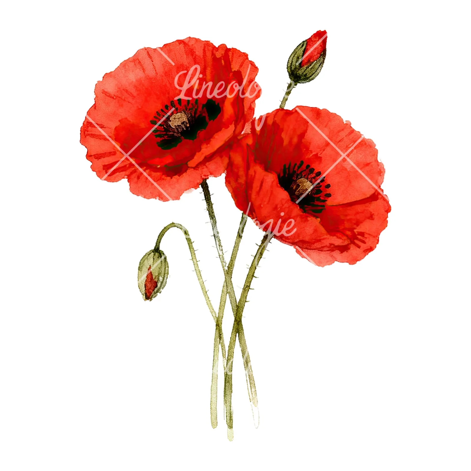 Watercolor poppy bouquet with vivid red petals clipart 4 of 9 on a white background (JPG)