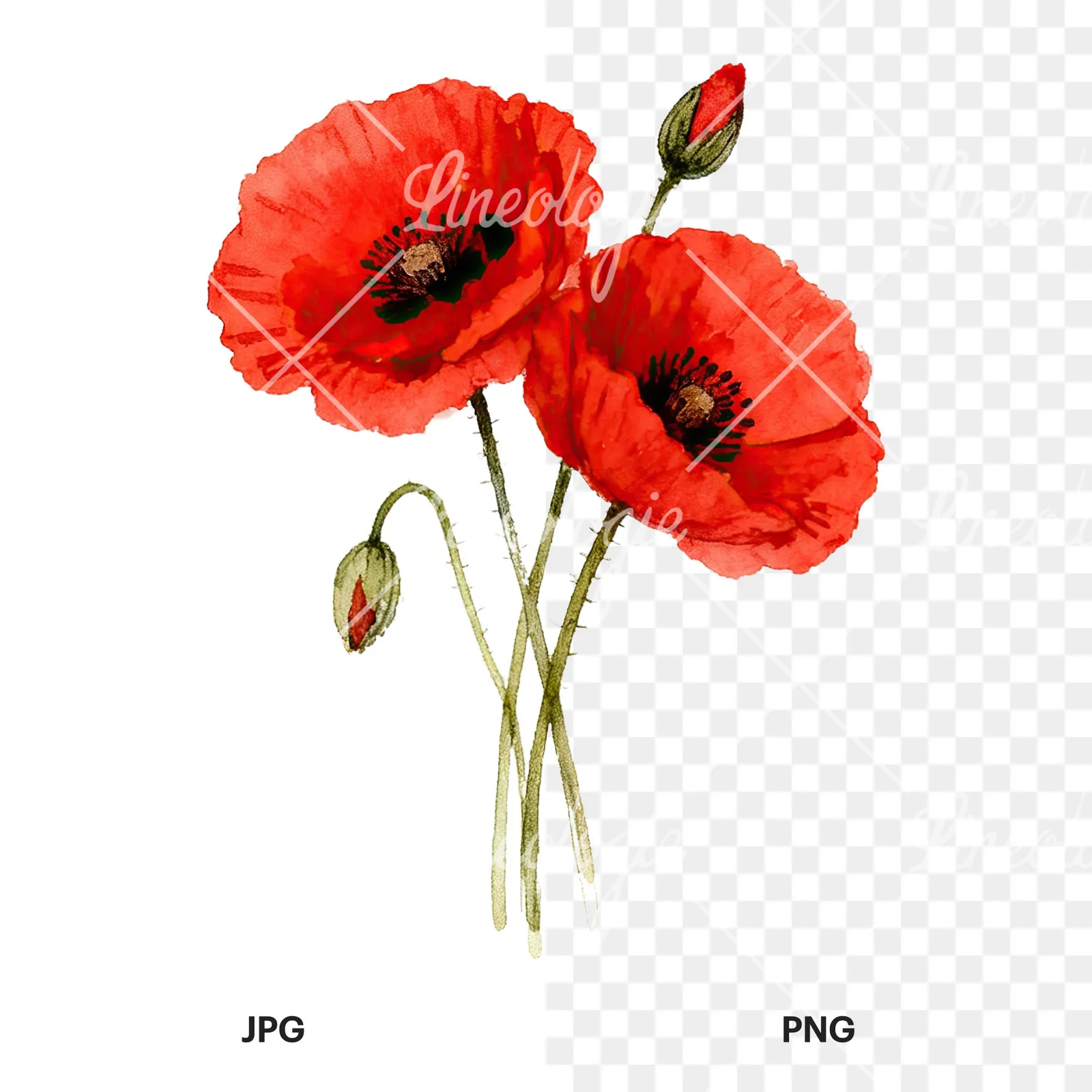 Watercolor poppy bouquet with vivid red petals clipart 4 of 9, as a JPG on white and a transparent PNG