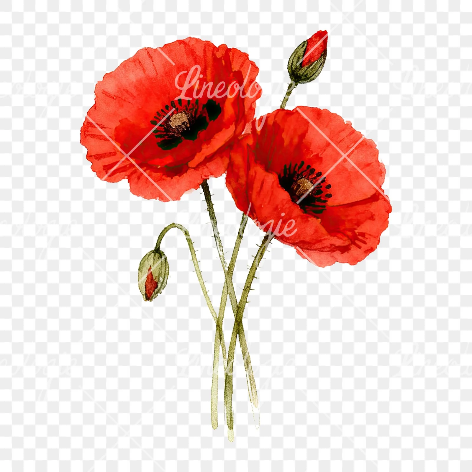 Watercolor poppy bouquet with vivid red petals clipart 4 of 9 on a transparent background (PNG)
