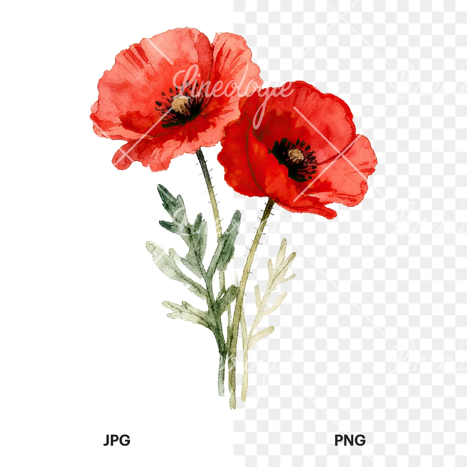 Watercolor poppy bouquet with vivid red petals clipart 5 of 9, as a JPG on white and a transparent PNG