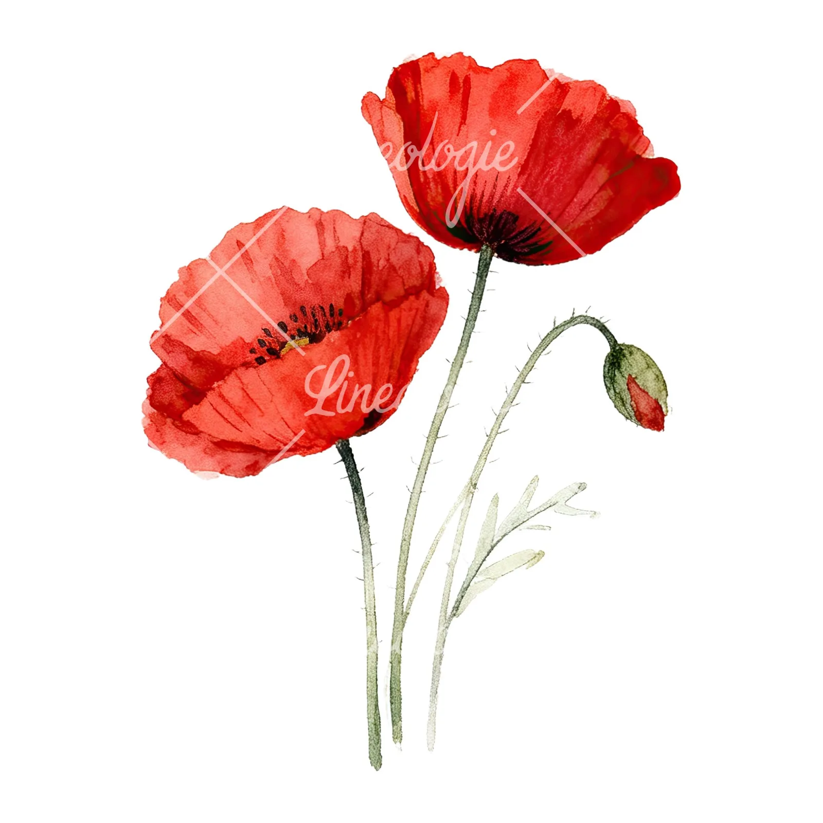 Watercolor poppy bouquet with vivid red petals clipart 6 of 9 on a white background (JPG)