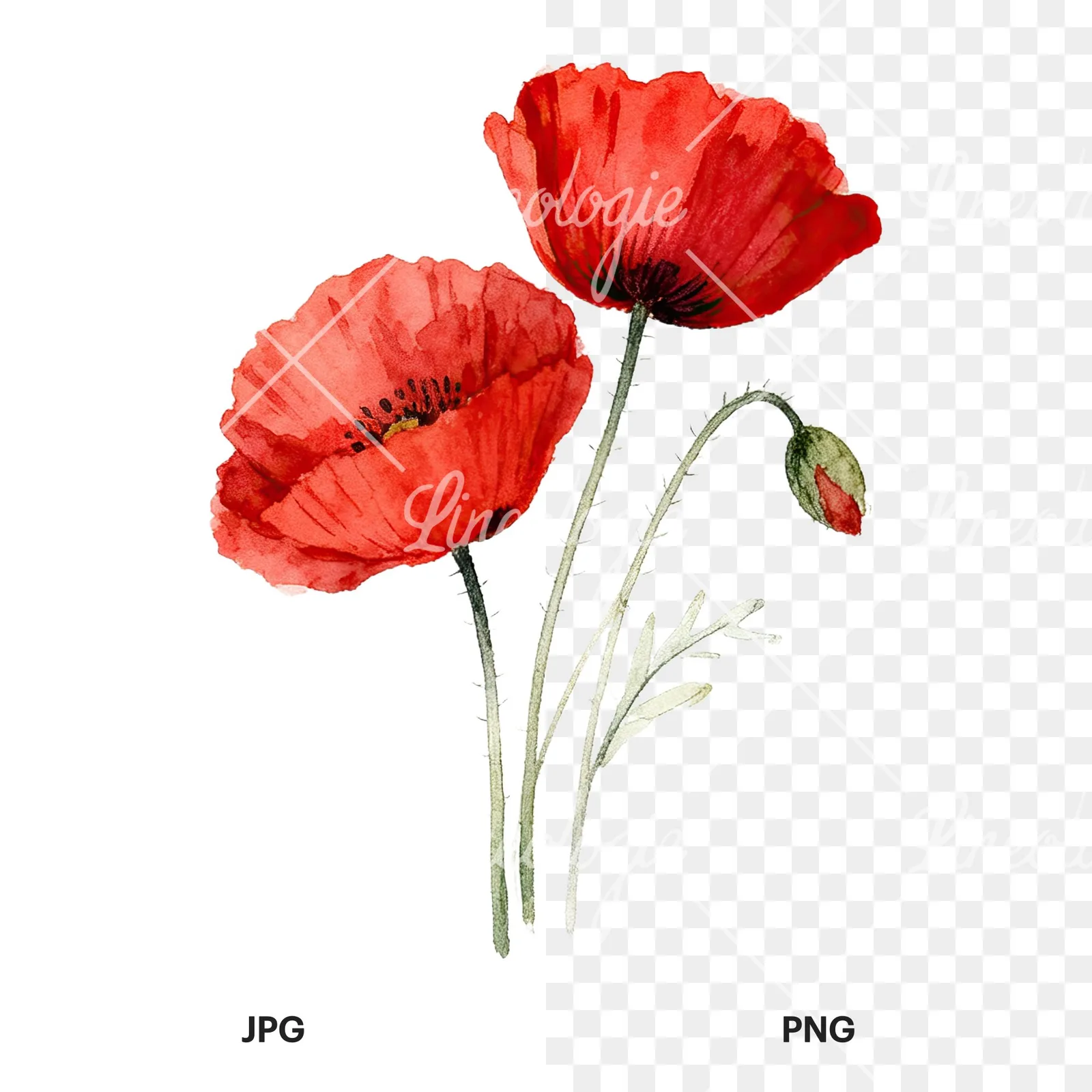 Watercolor poppy bouquet with vivid red petals clipart 6 of 9, as a JPG on white and a transparent PNG