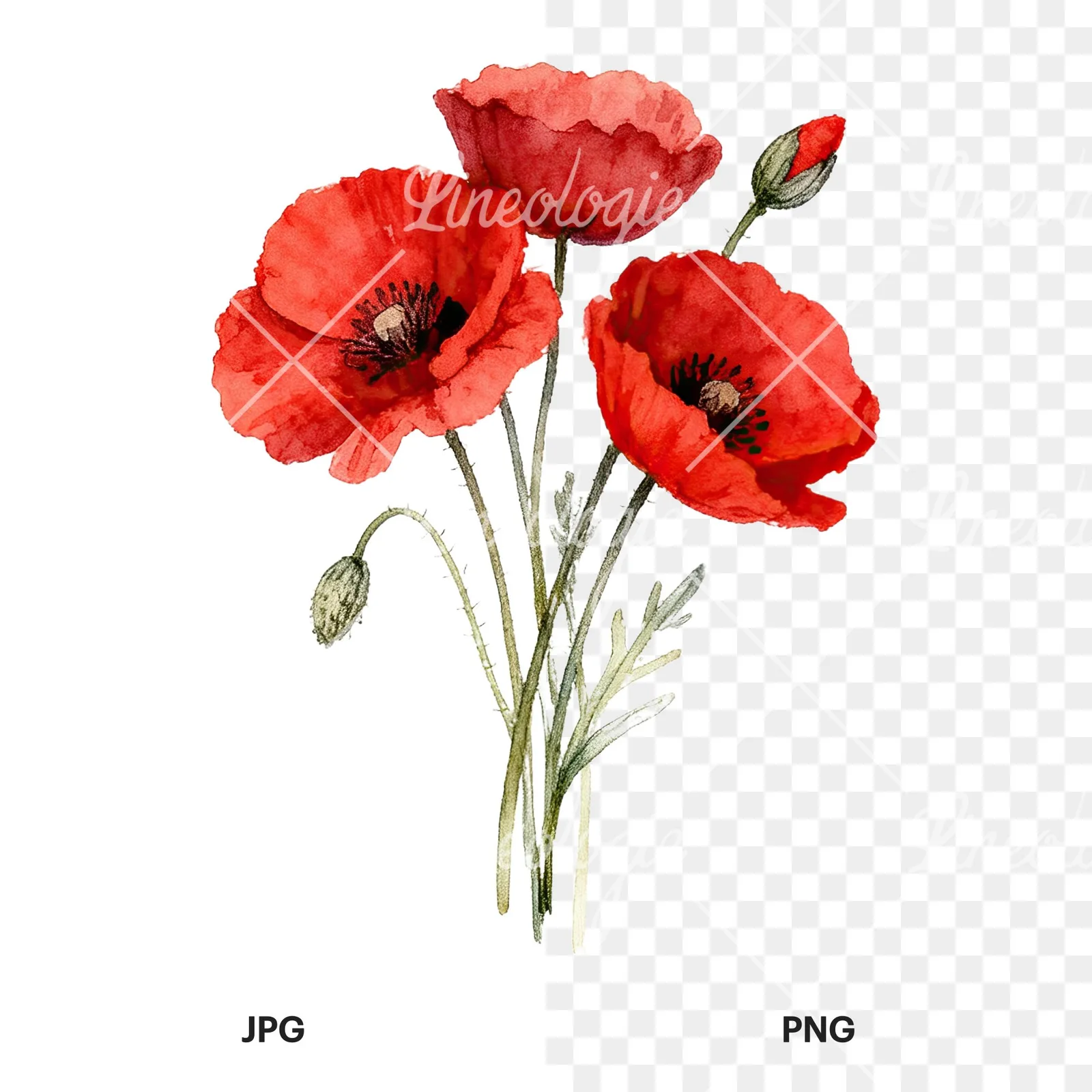 Watercolor poppy bouquet with vivid red petals clipart 7 of 9, as a JPG on white and a transparent PNG