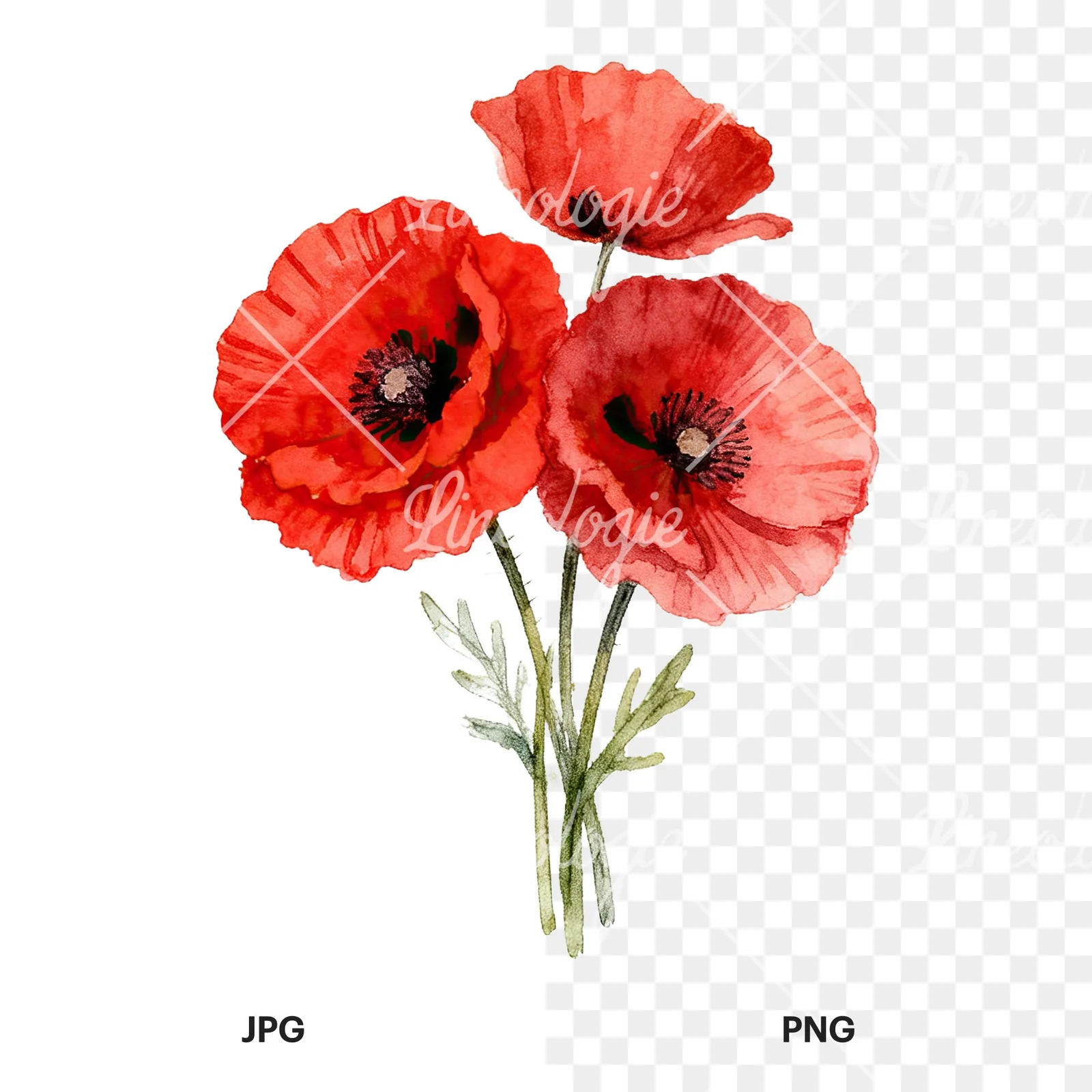 Watercolor poppy bouquet with vivid red petals clipart 8 of 9, as a JPG on white and a transparent PNG