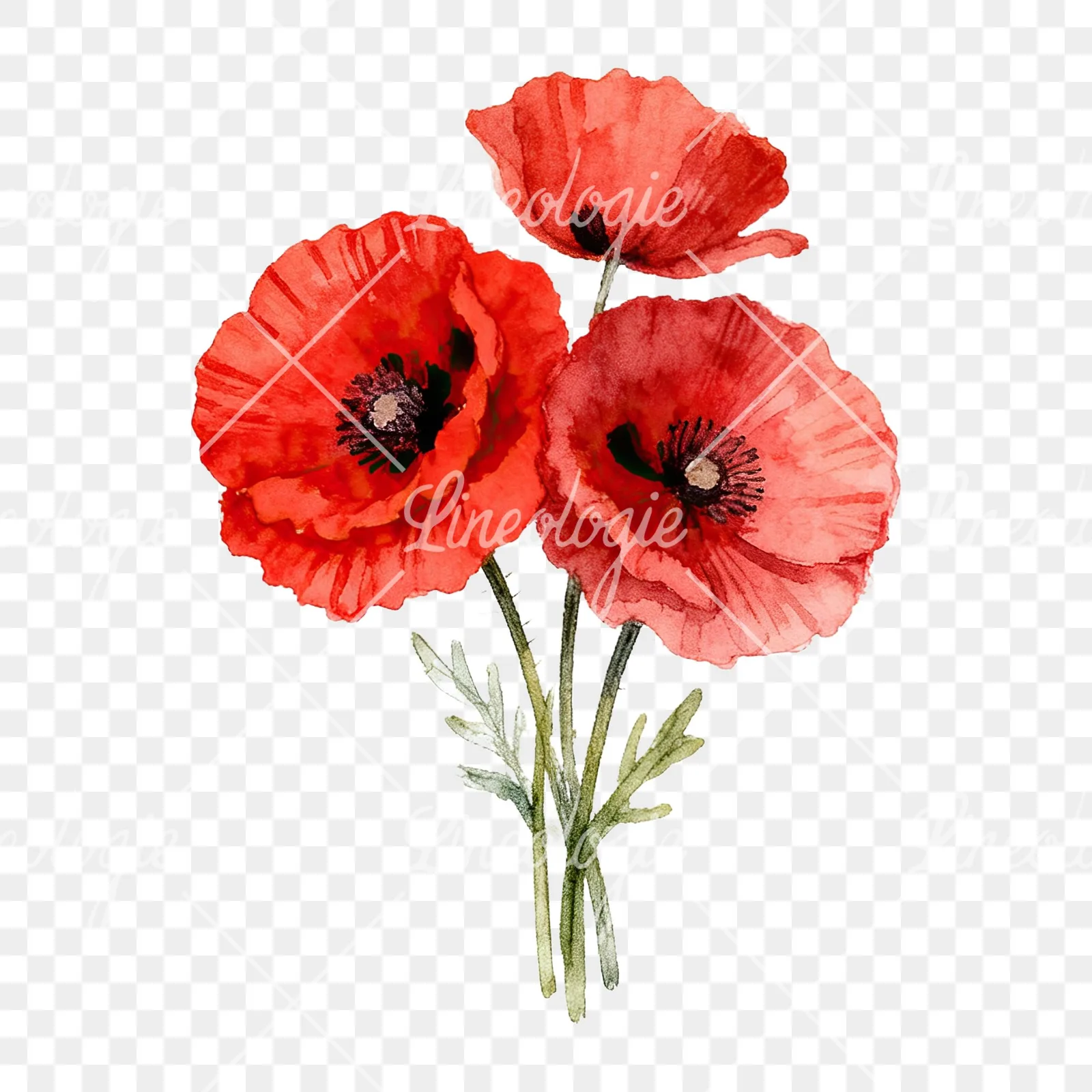 Watercolor poppy bouquet with vivid red petals clipart 8 of 9 on a transparent background (PNG)
