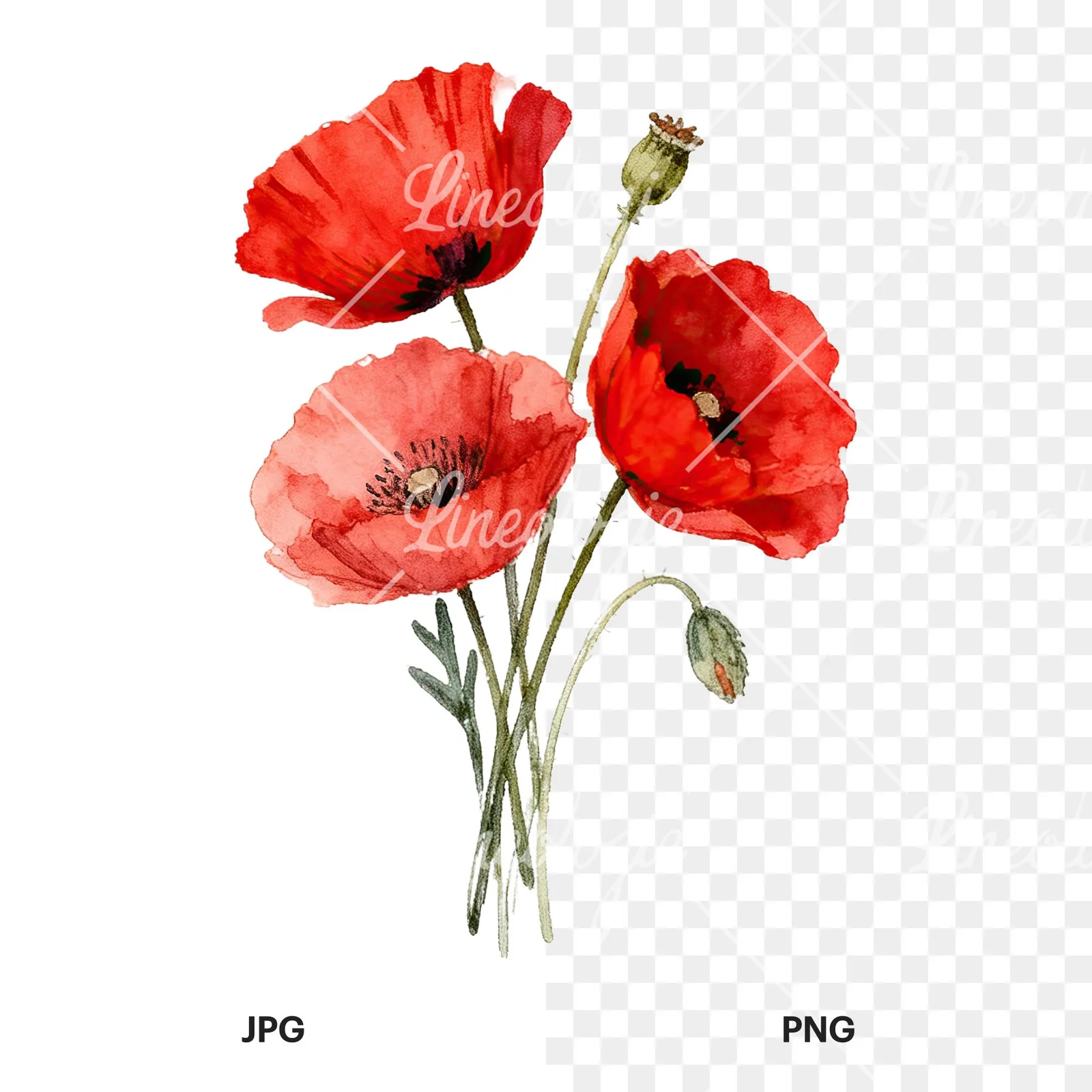 Watercolor poppy bouquet with vivid red petals clipart 9 of 9, as a JPG on white and a transparent PNG