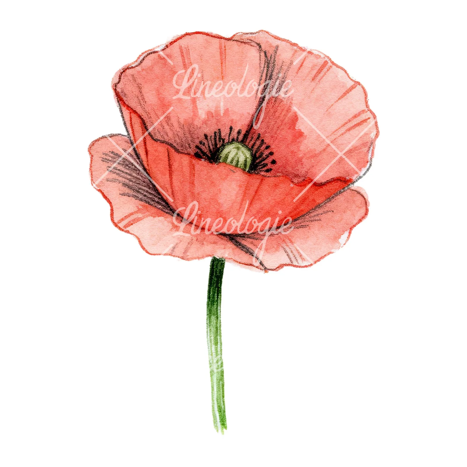 Watercolor orange and red poppy clipart 1 of 9 on a white background (JPG)