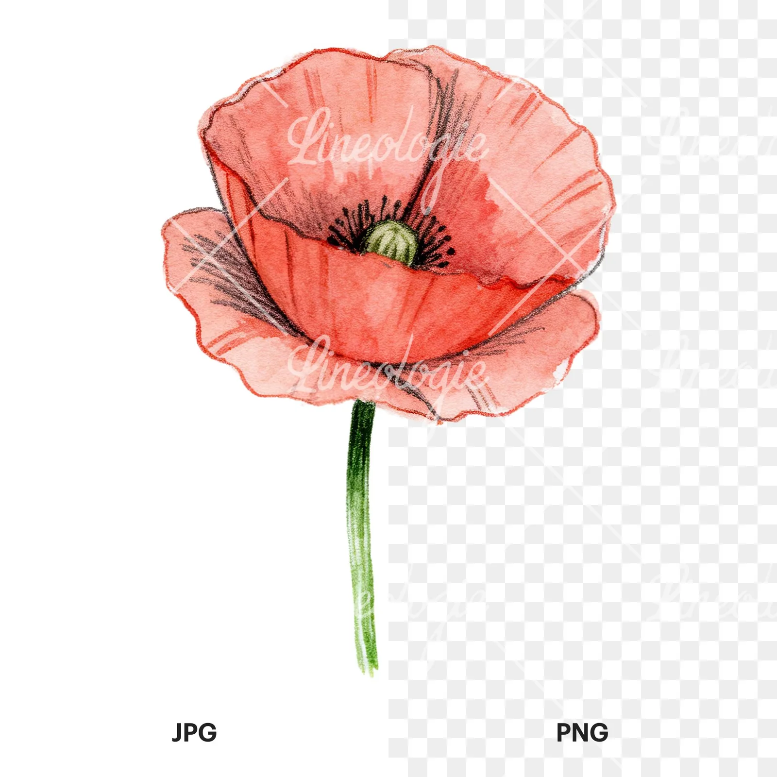 Watercolor orange and red poppy clipart 1 of 9, as a JPG on white and a transparent PNG