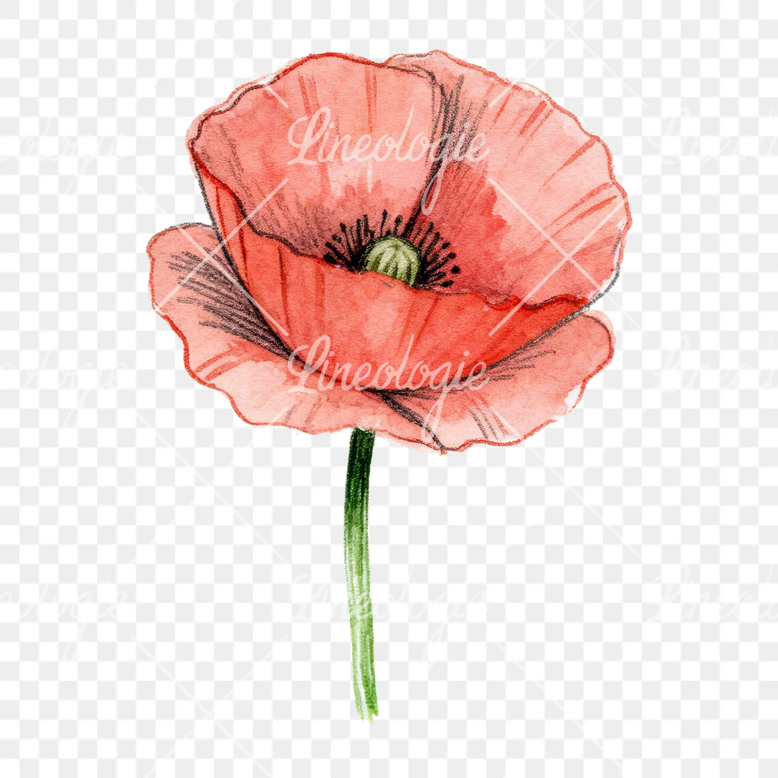 Watercolor orange and red poppy clipart 1 of 9 on a transparent background (PNG)