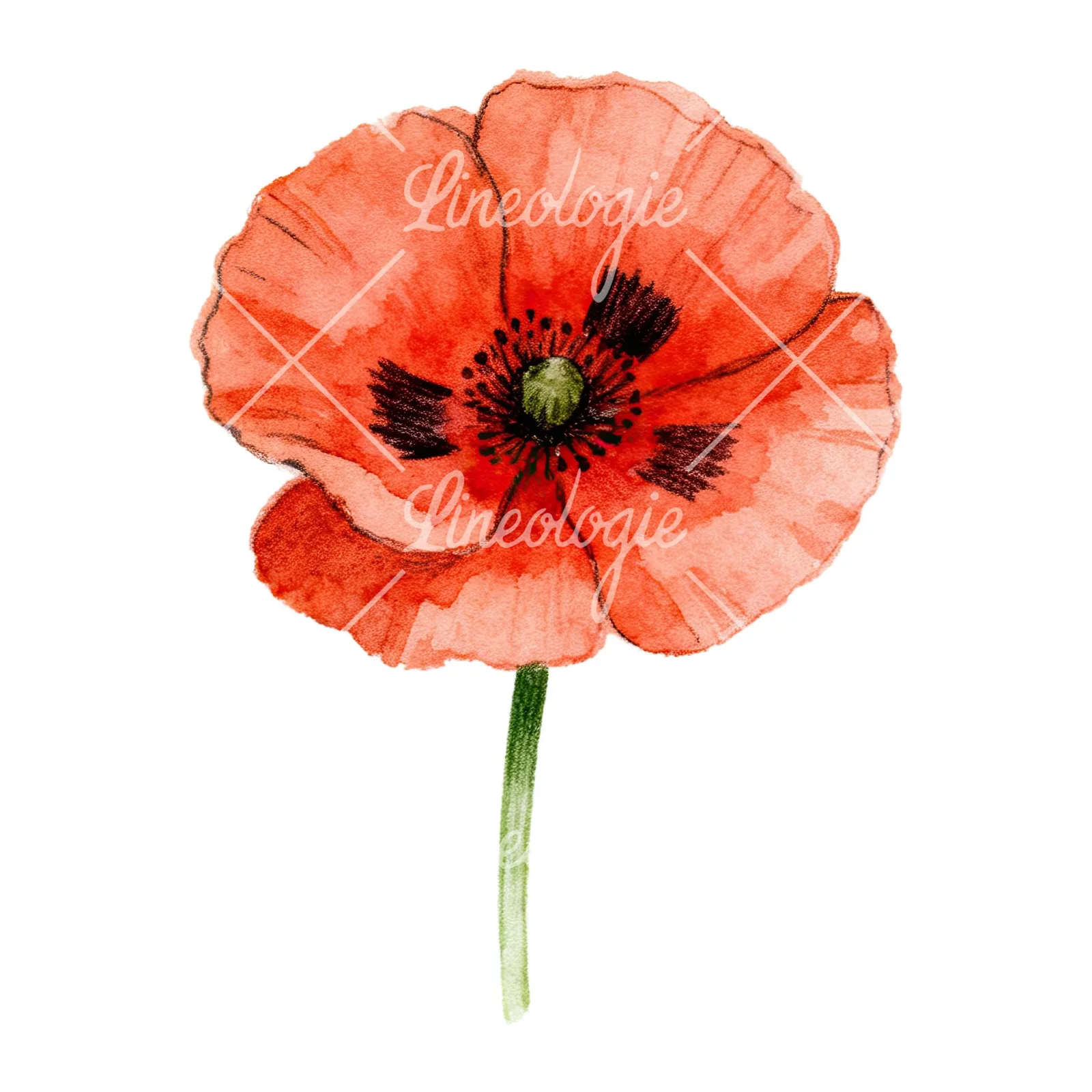 Watercolor orange and red poppy clipart 2 of 9 on a white background (JPG)