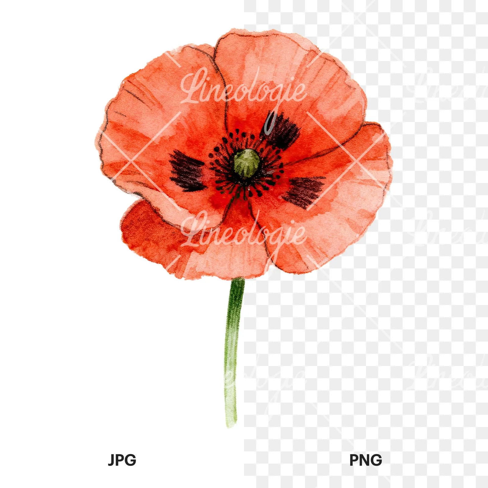 Watercolor orange and red poppy clipart 2 of 9, as a JPG on white and a transparent PNG