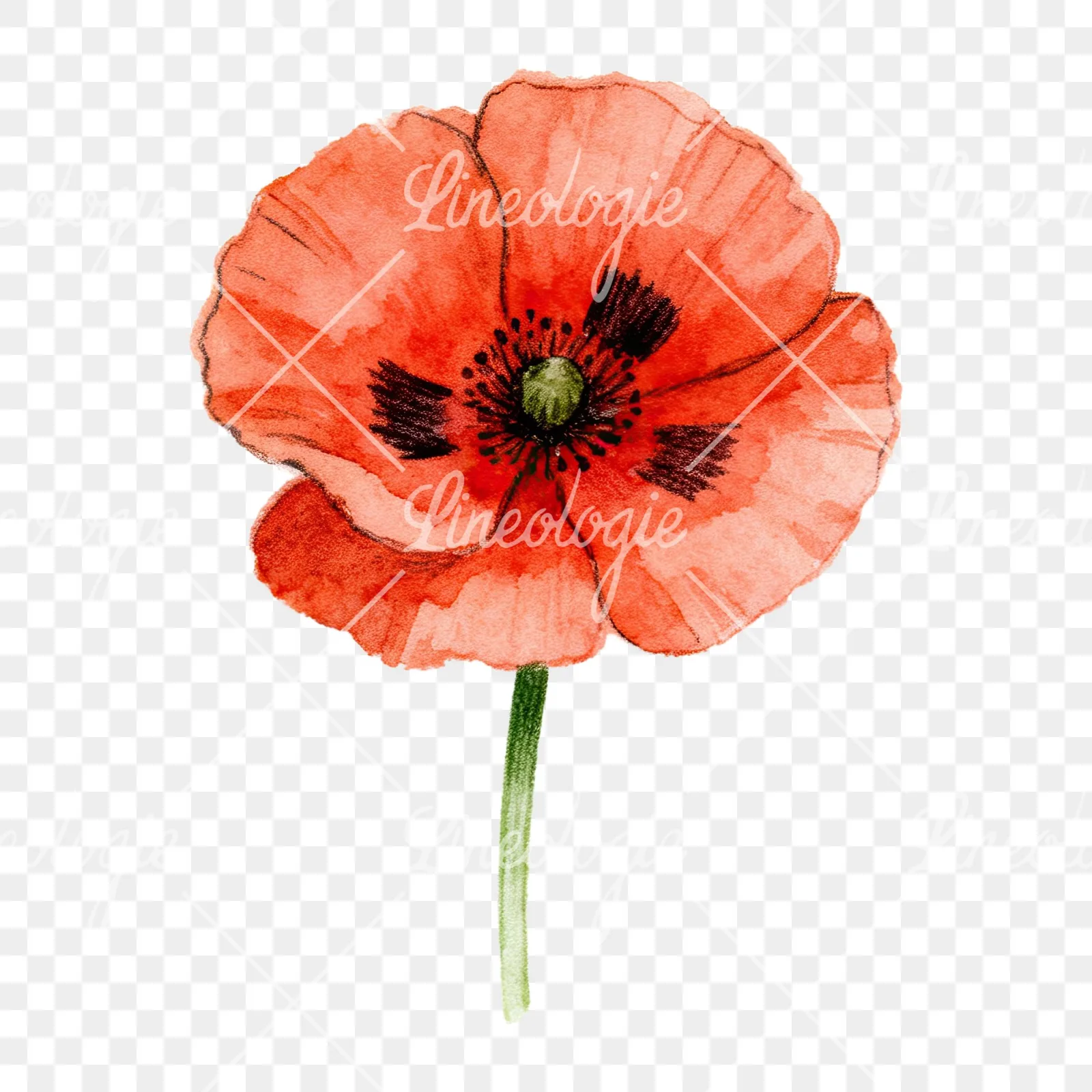 Watercolor orange and red poppy clipart 2 of 9 on a transparent background (PNG)