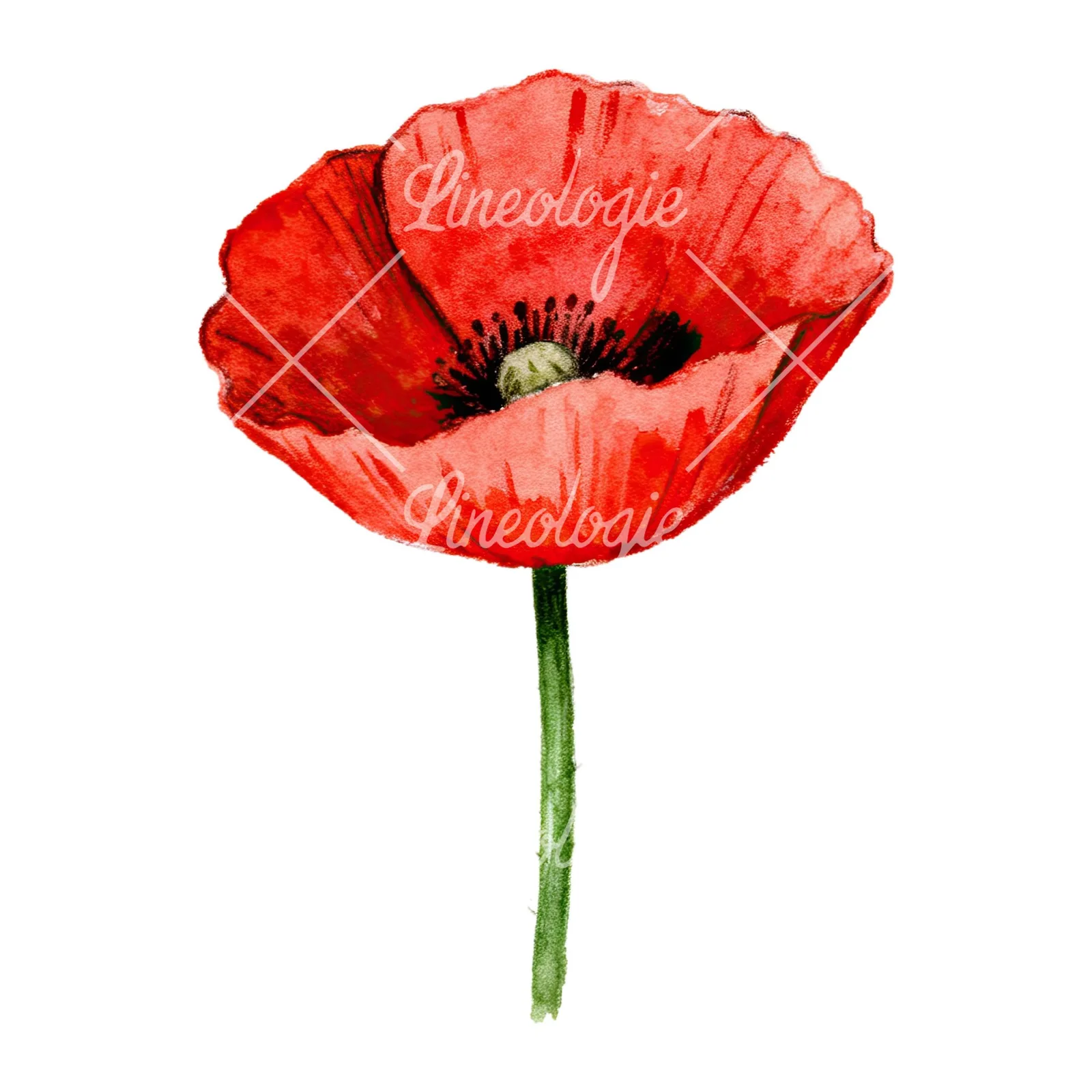 Watercolor orange and red poppy clipart 3 of 9 on a white background (JPG)