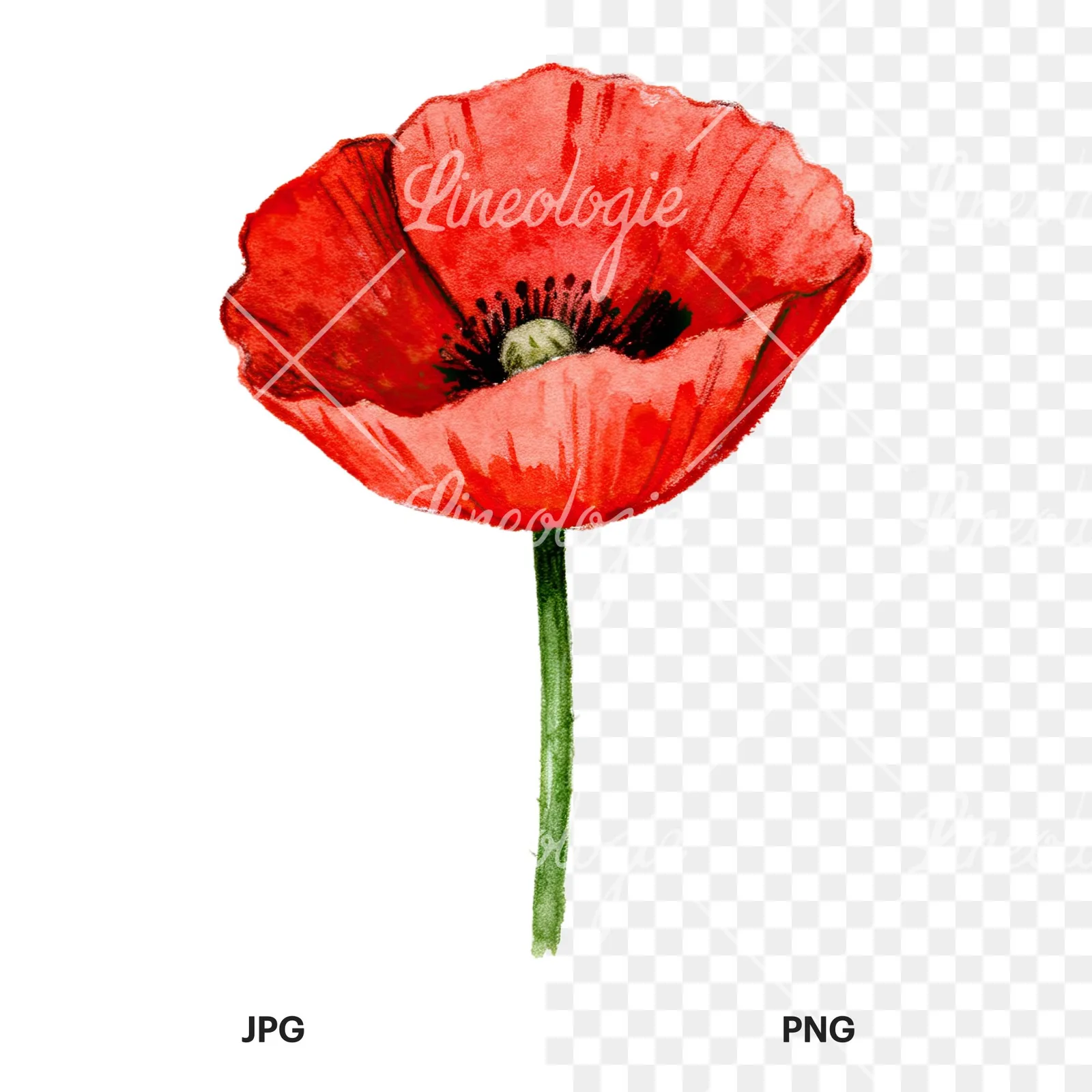 Watercolor orange and red poppy clipart 3 of 9, as a JPG on white and a transparent PNG