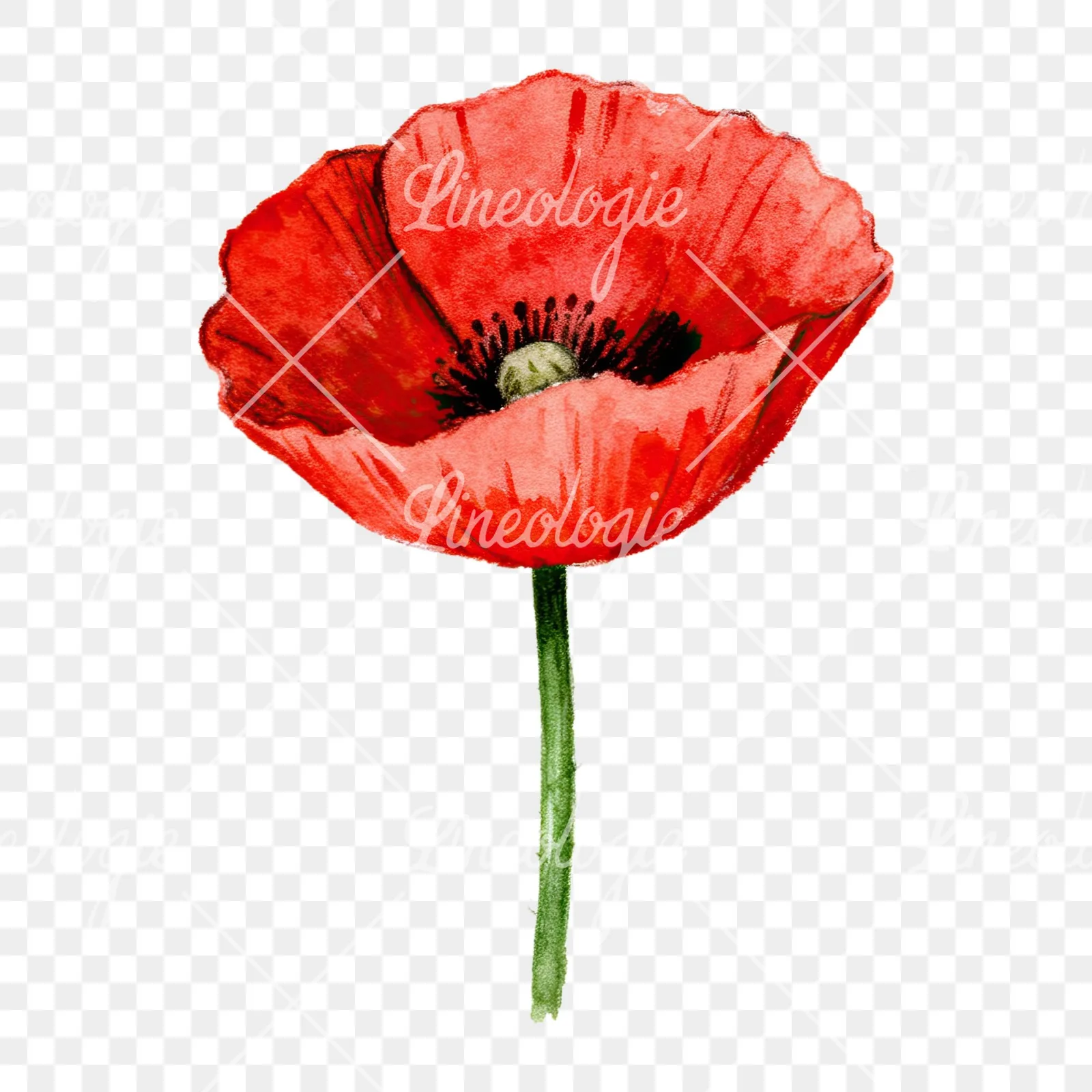Watercolor orange and red poppy clipart 3 of 9 on a transparent background (PNG)