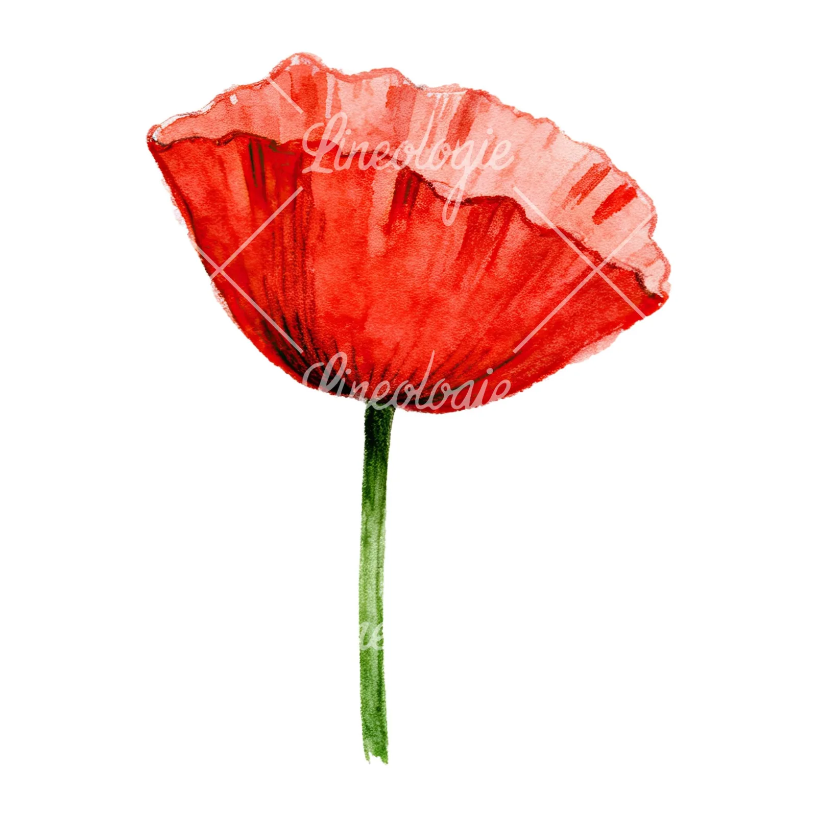 Watercolor orange and red poppy clipart 4 of 9 on a white background (JPG)