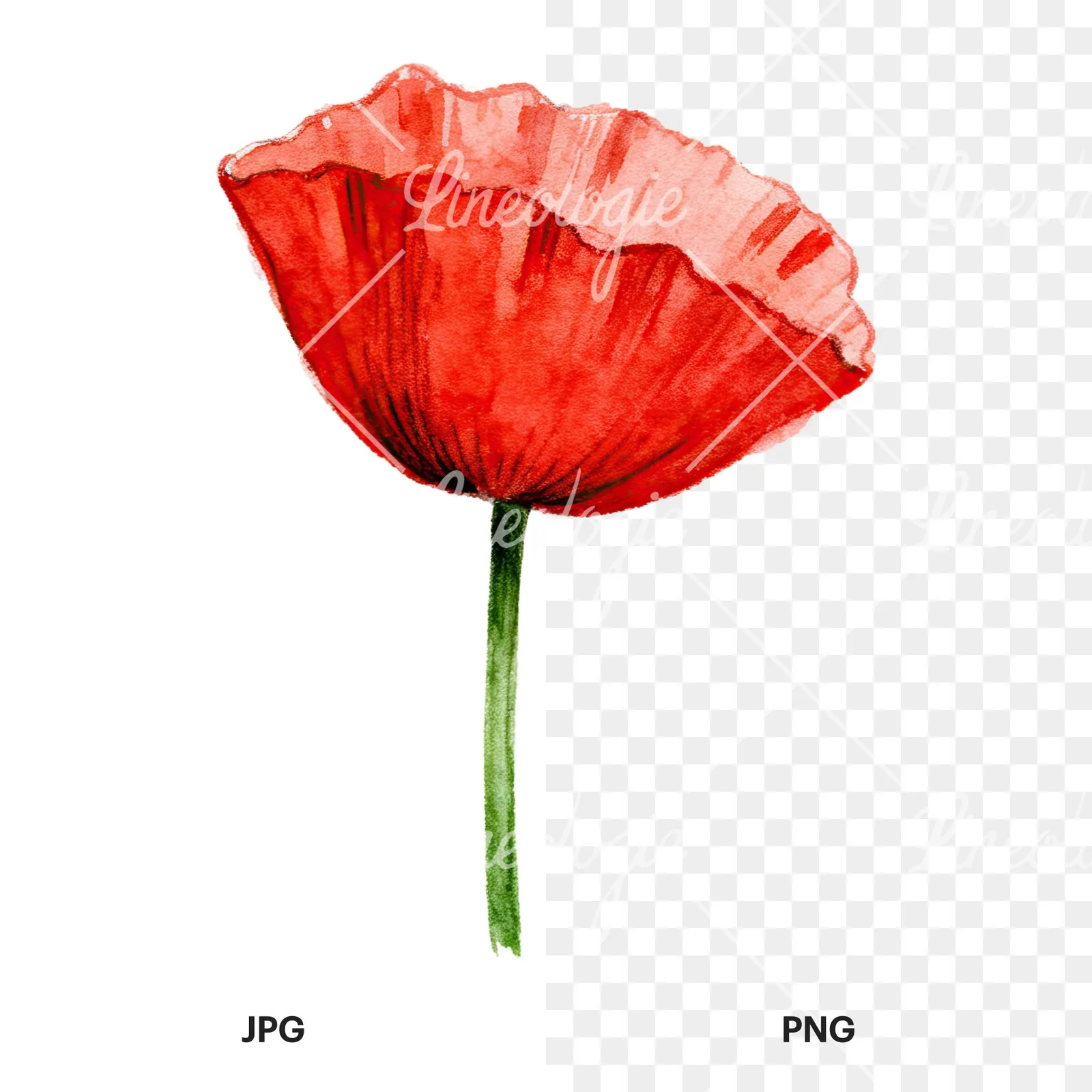 Watercolor orange and red poppy clipart 4 of 9, as a JPG on white and a transparent PNG