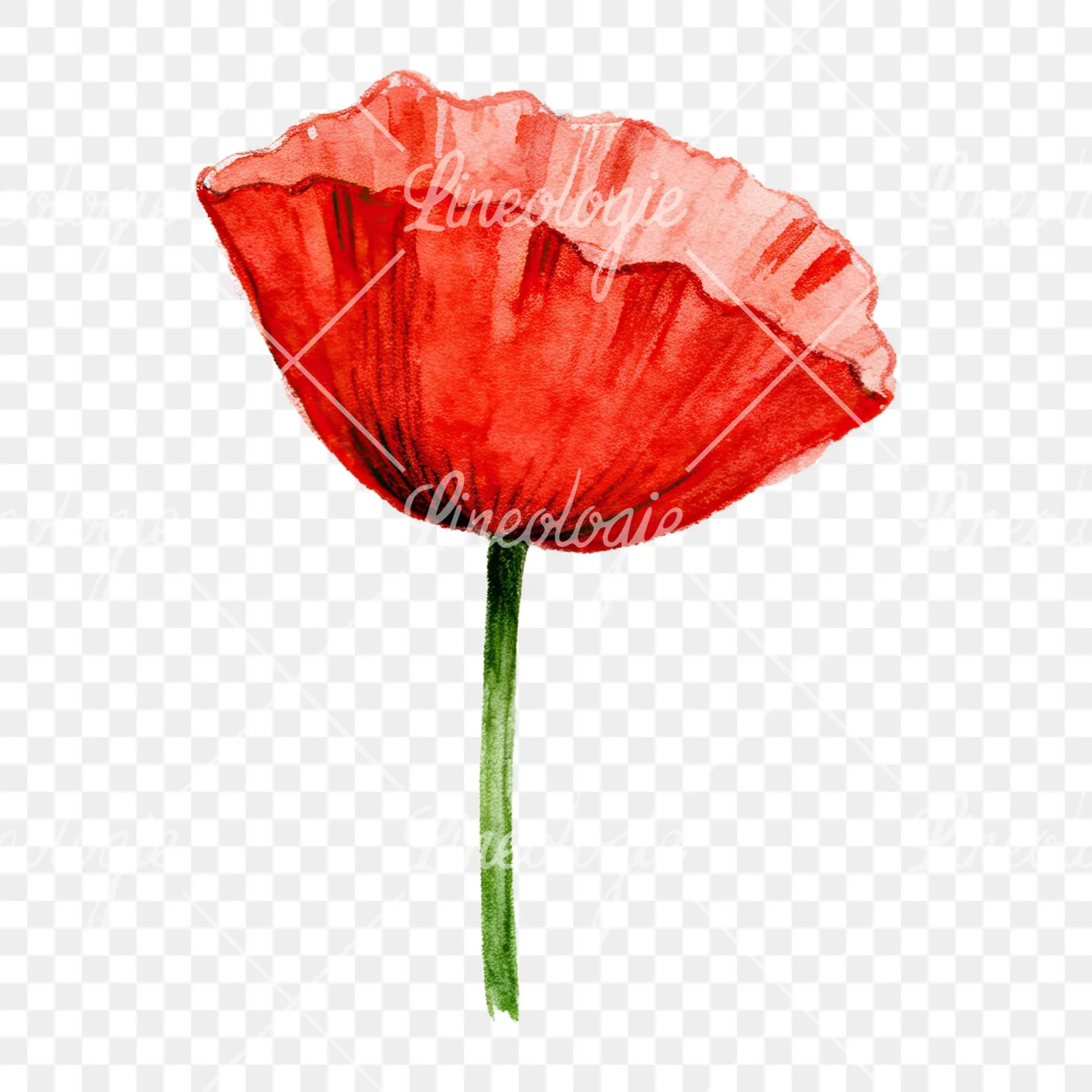 Watercolor orange and red poppy clipart 4 of 9 on a transparent background (PNG)