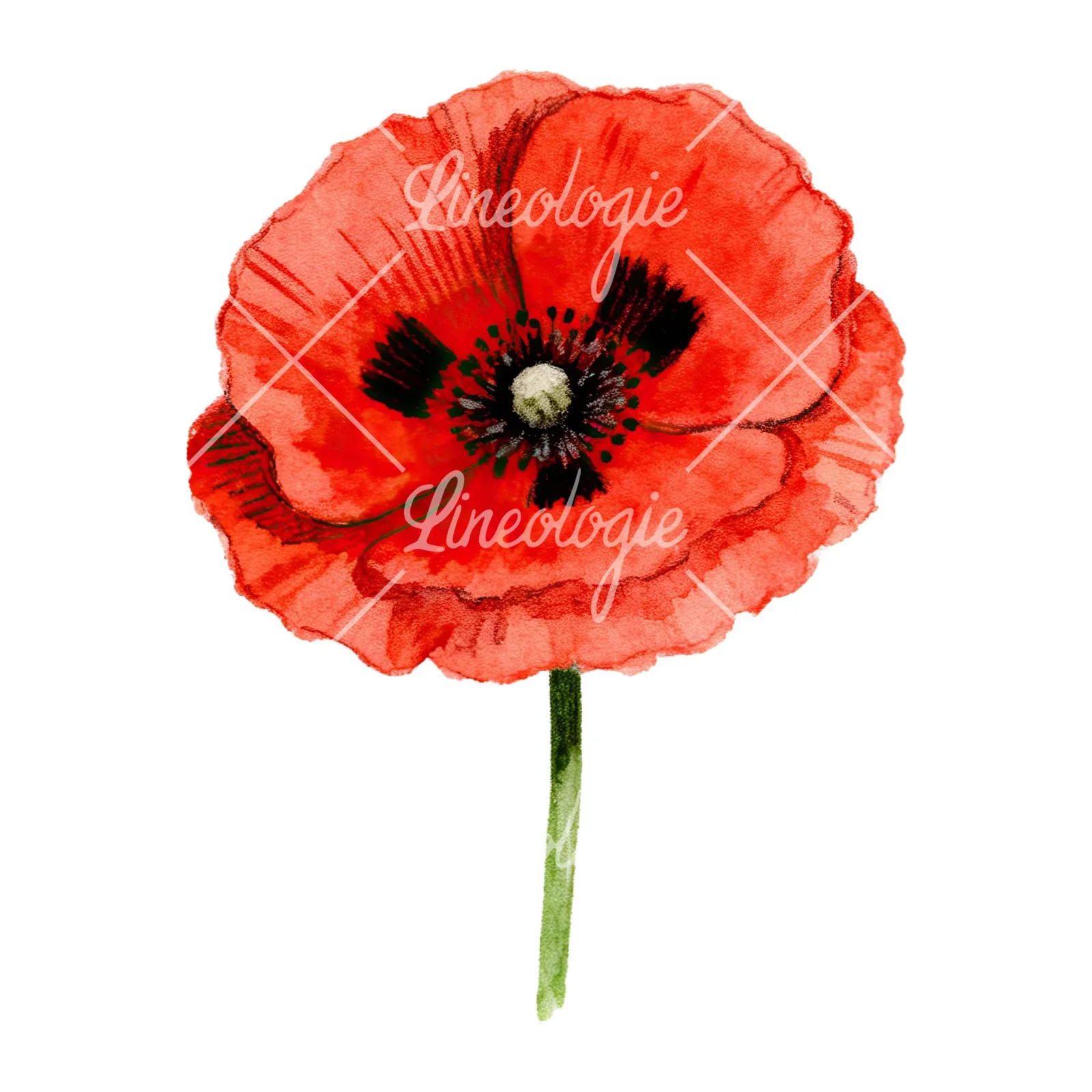 Watercolor orange and red poppy clipart 5 of 9 on a white background (JPG)