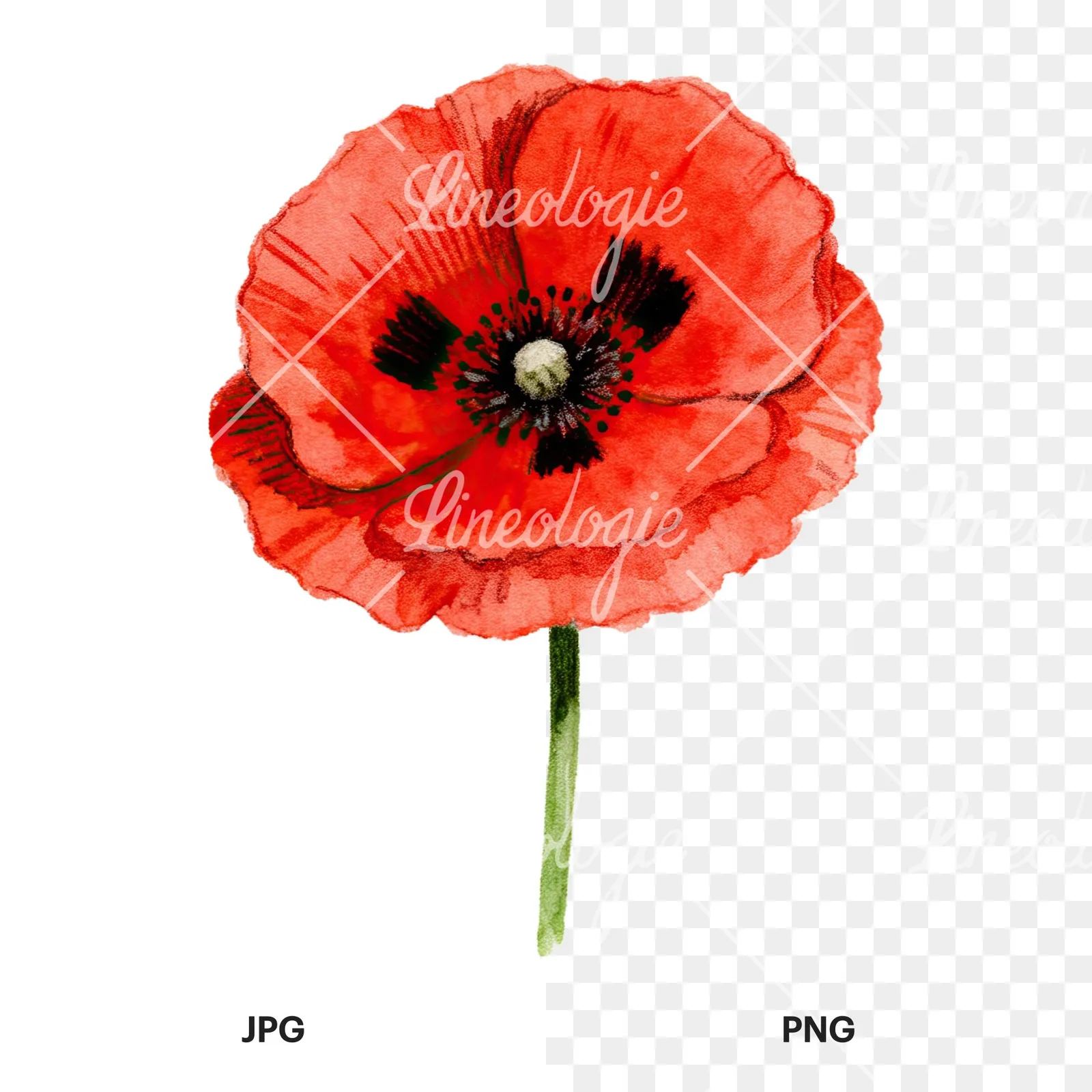 Watercolor orange and red poppy clipart 5 of 9, as a JPG on white and a transparent PNG