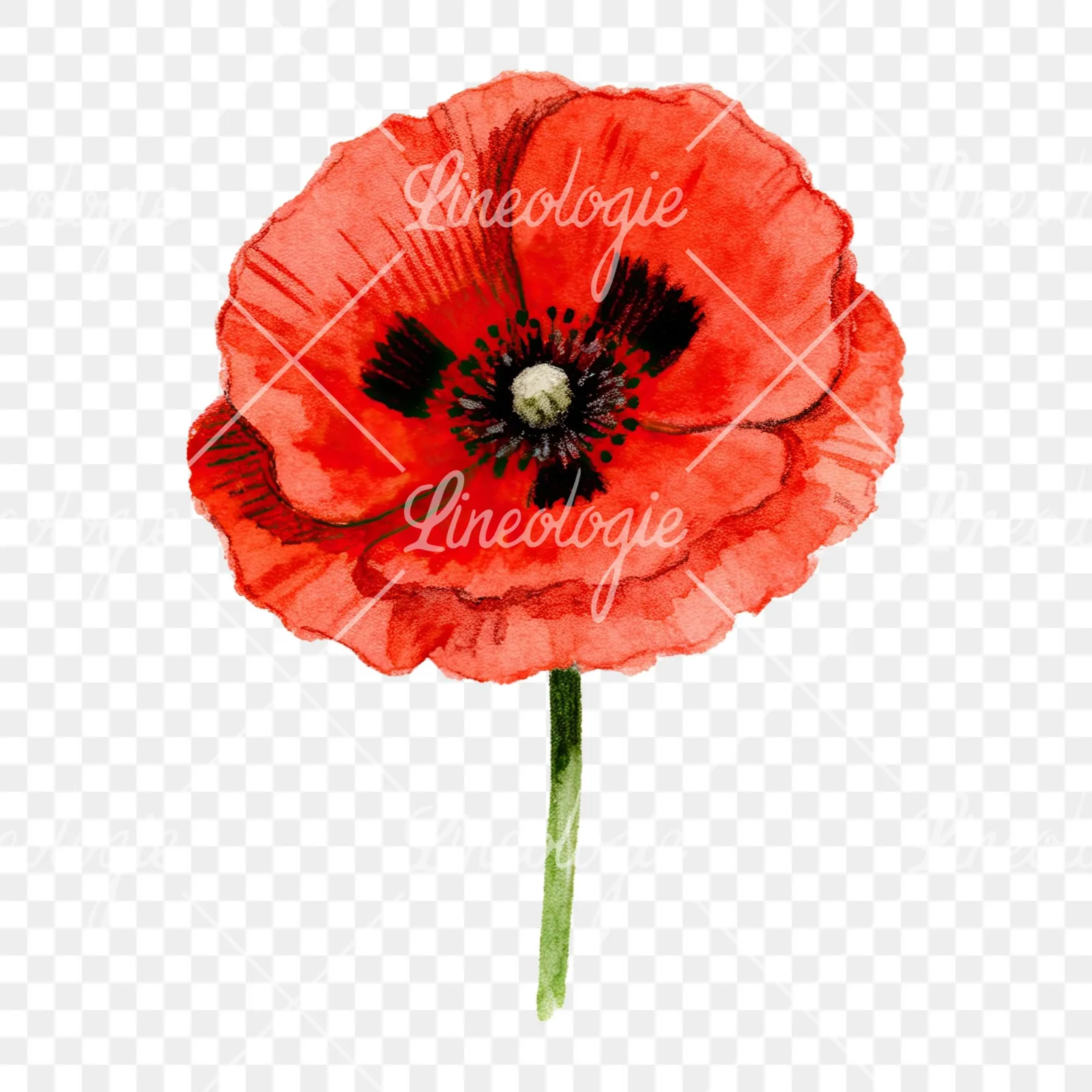 Watercolor orange and red poppy clipart 5 of 9 on a transparent background (PNG)