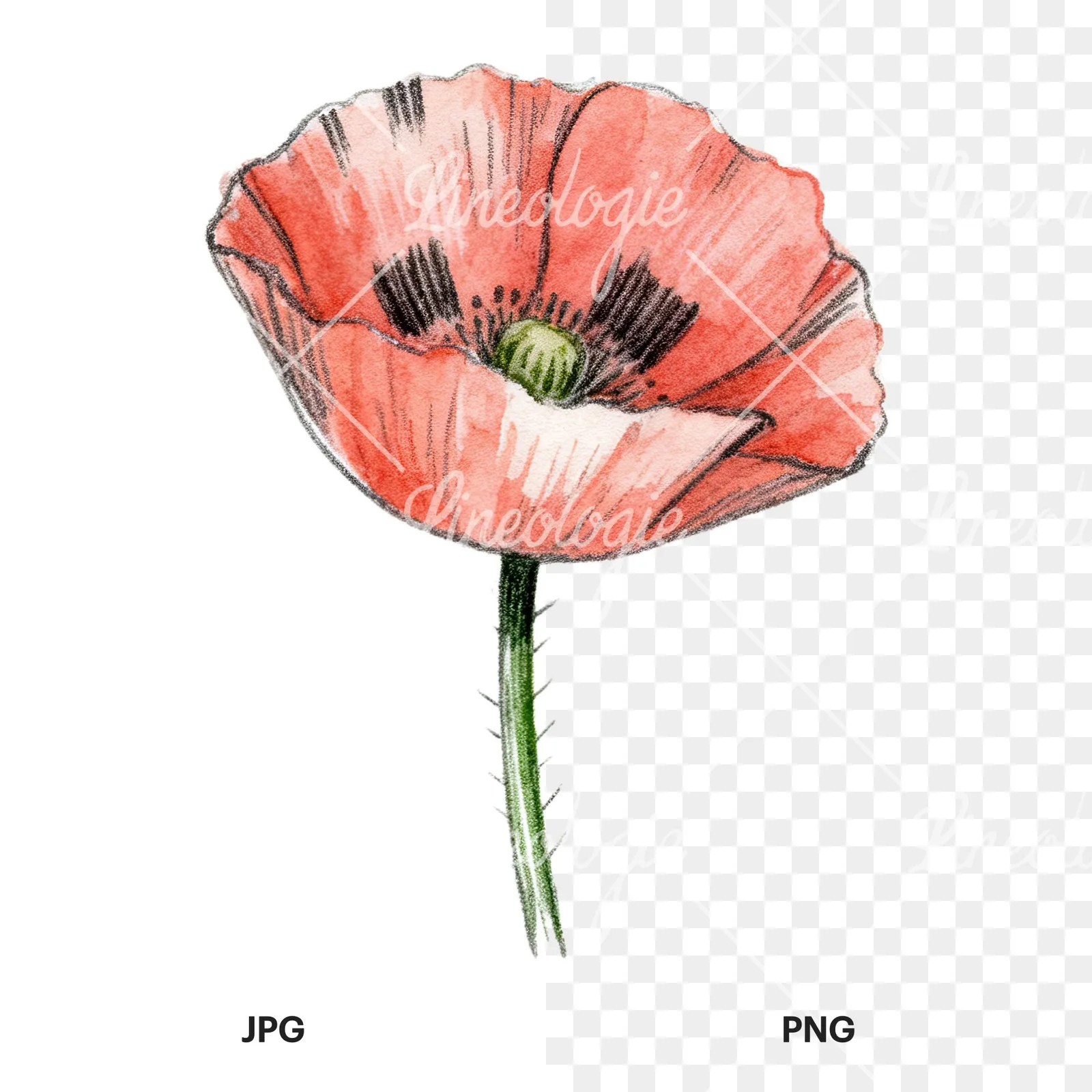 Watercolor orange and red poppy clipart 6 of 9, as a JPG on white and a transparent PNG