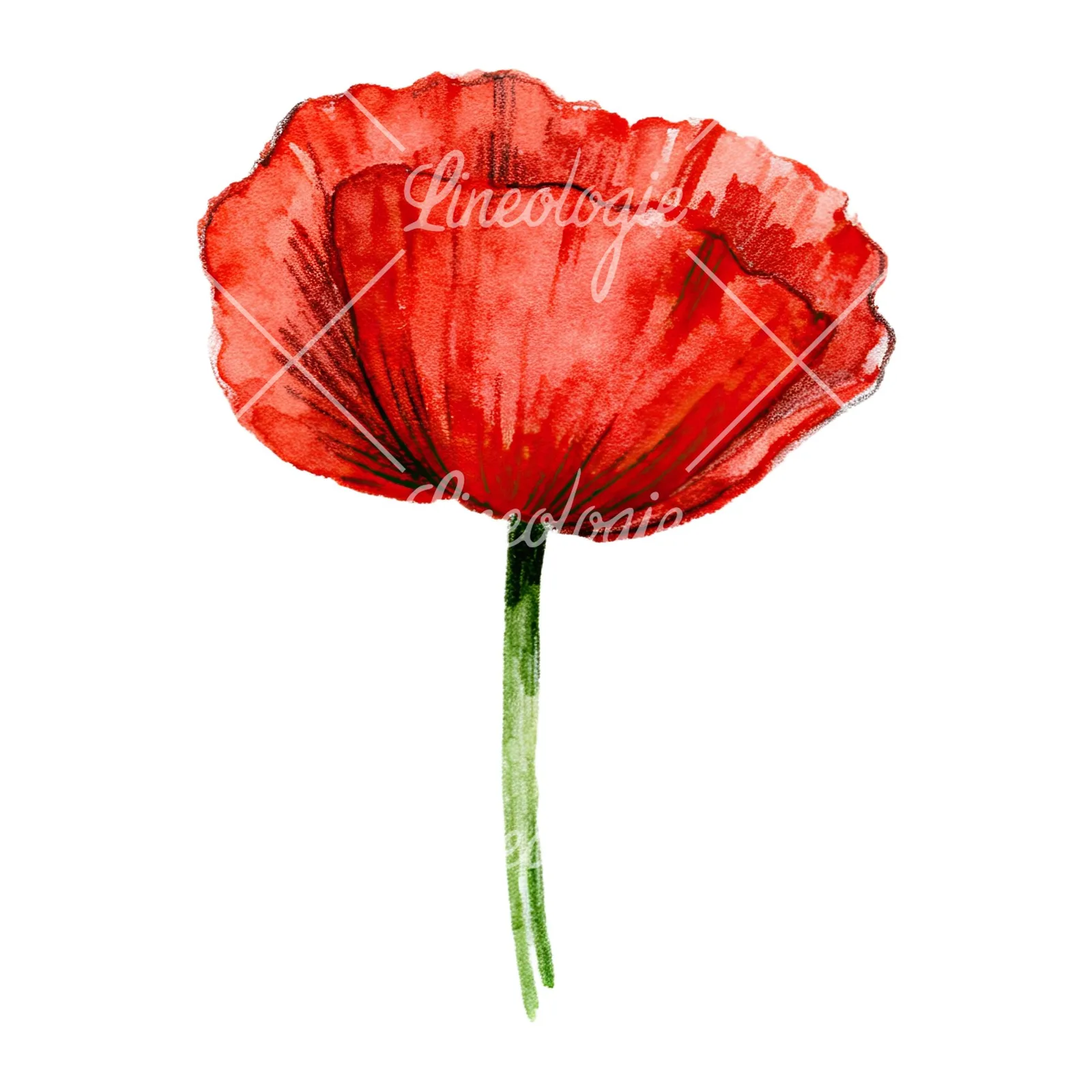 Watercolor orange and red poppy clipart 7 of 9 on a white background (JPG)