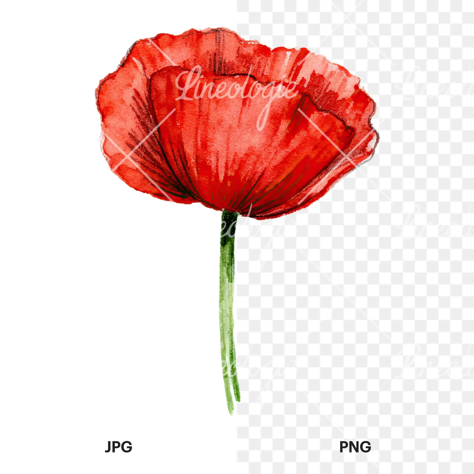 Watercolor orange and red poppy clipart 7 of 9, as a JPG on white and a transparent PNG