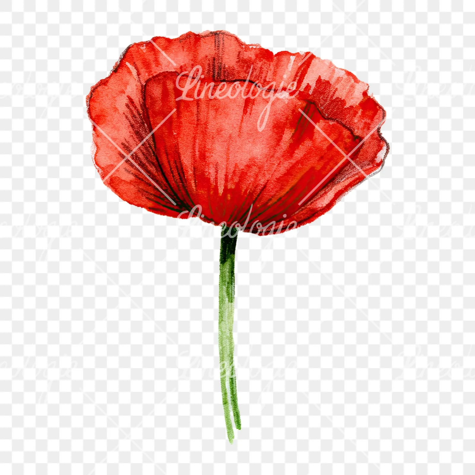 Watercolor orange and red poppy clipart 7 of 9 on a transparent background (PNG)