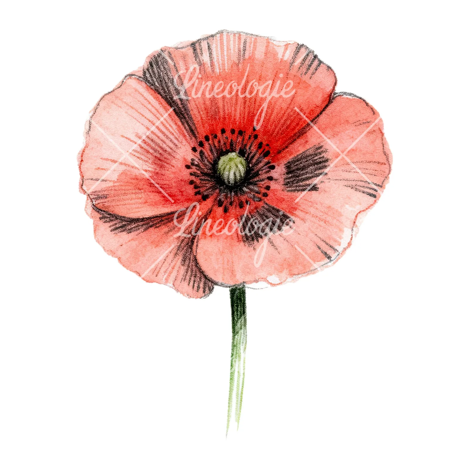 Watercolor orange and red poppy clipart 8 of 9 on a white background (JPG)