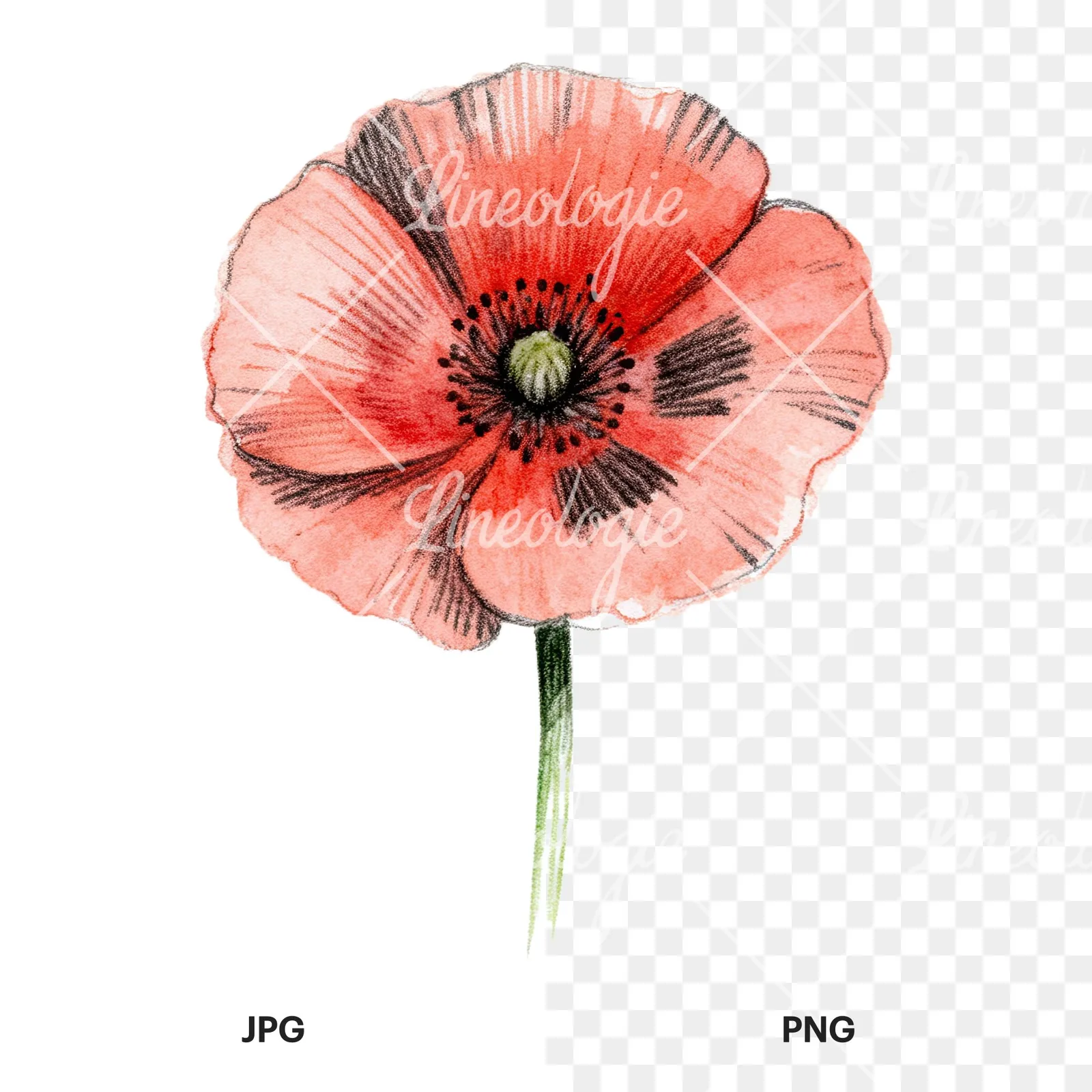 Watercolor orange and red poppy clipart 8 of 9, as a JPG on white and a transparent PNG