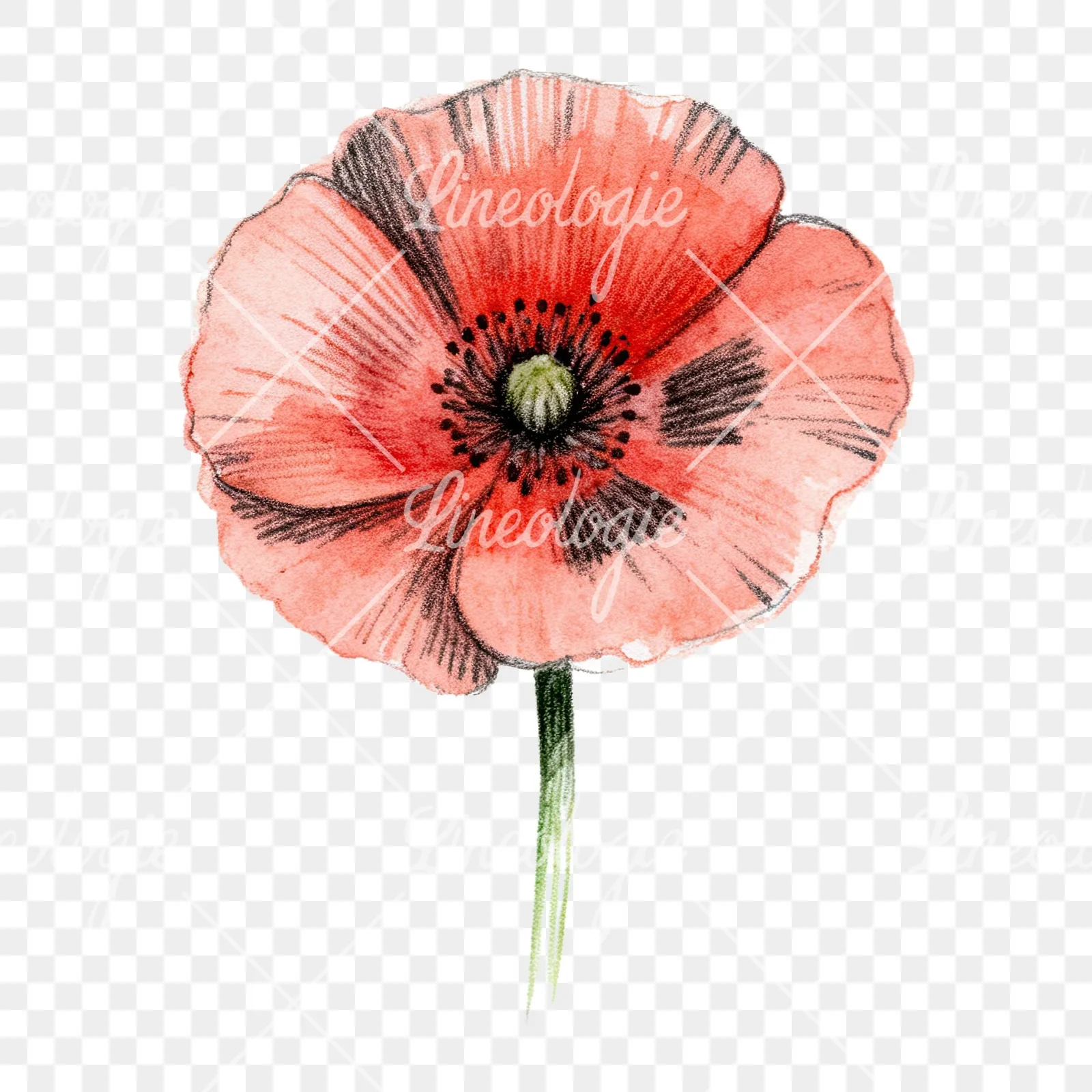 Watercolor orange and red poppy clipart 8 of 9 on a transparent background (PNG)