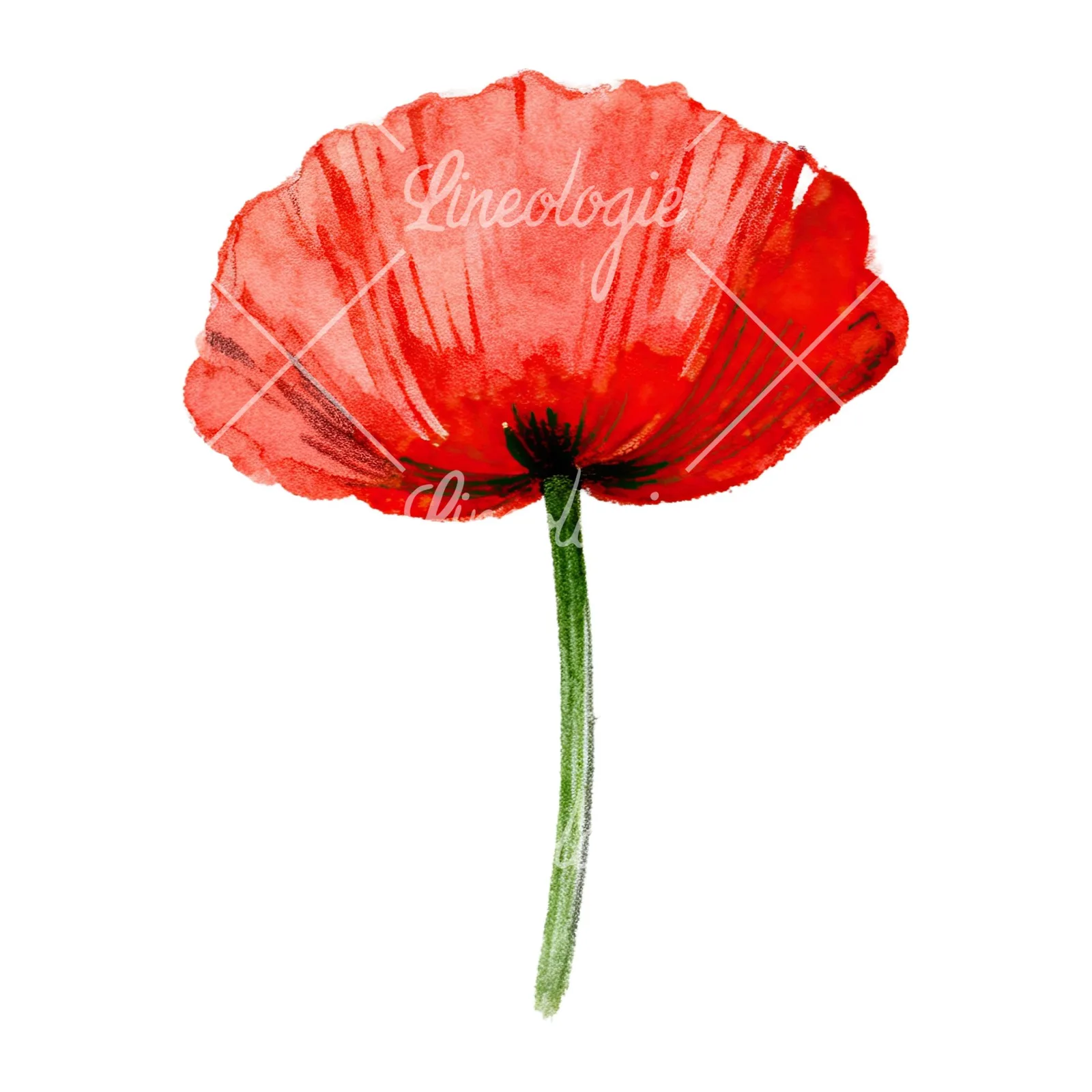 Watercolor orange and red poppy clipart 9 of 9 on a white background (JPG)