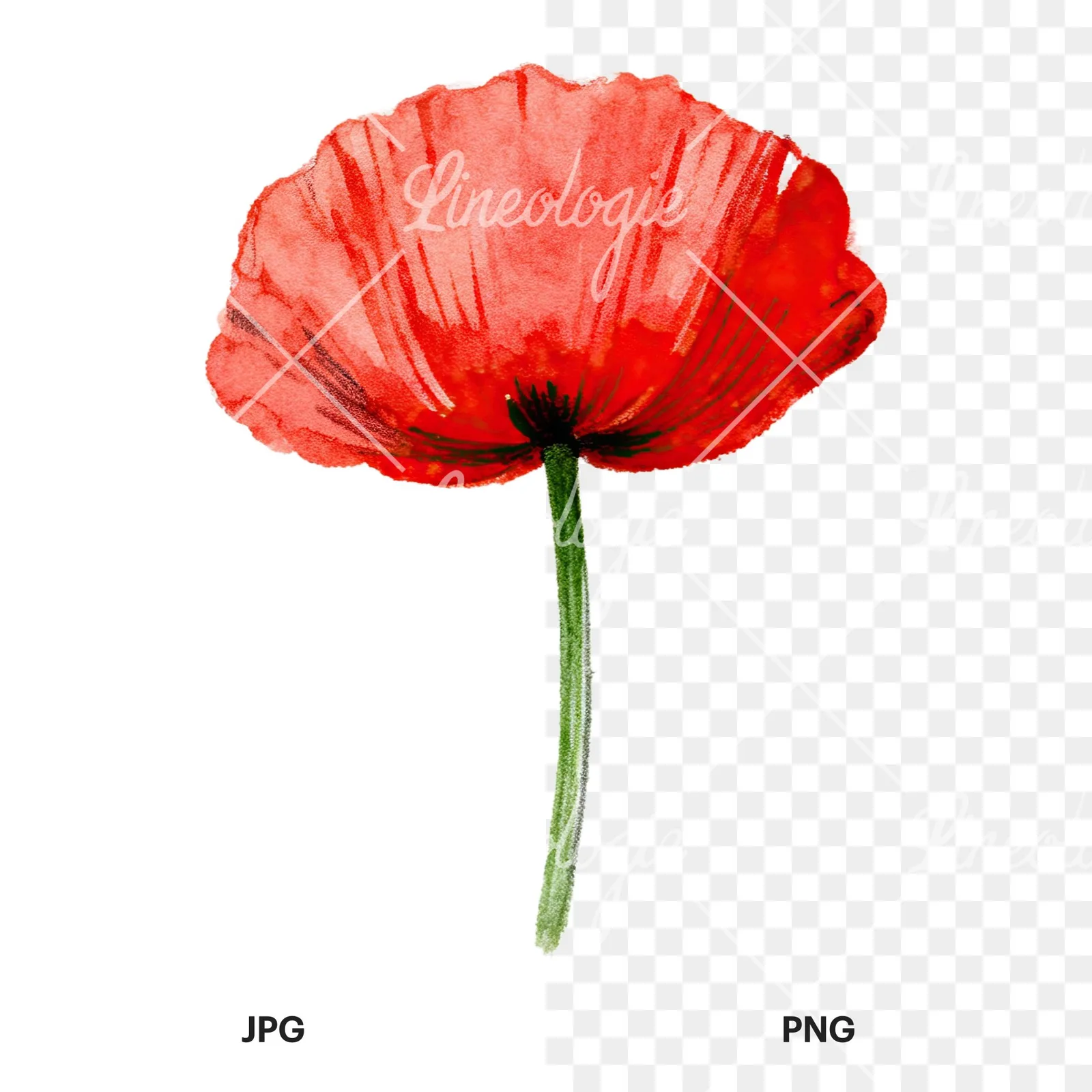 Watercolor orange and red poppy clipart 9 of 9, as a JPG on white and a transparent PNG